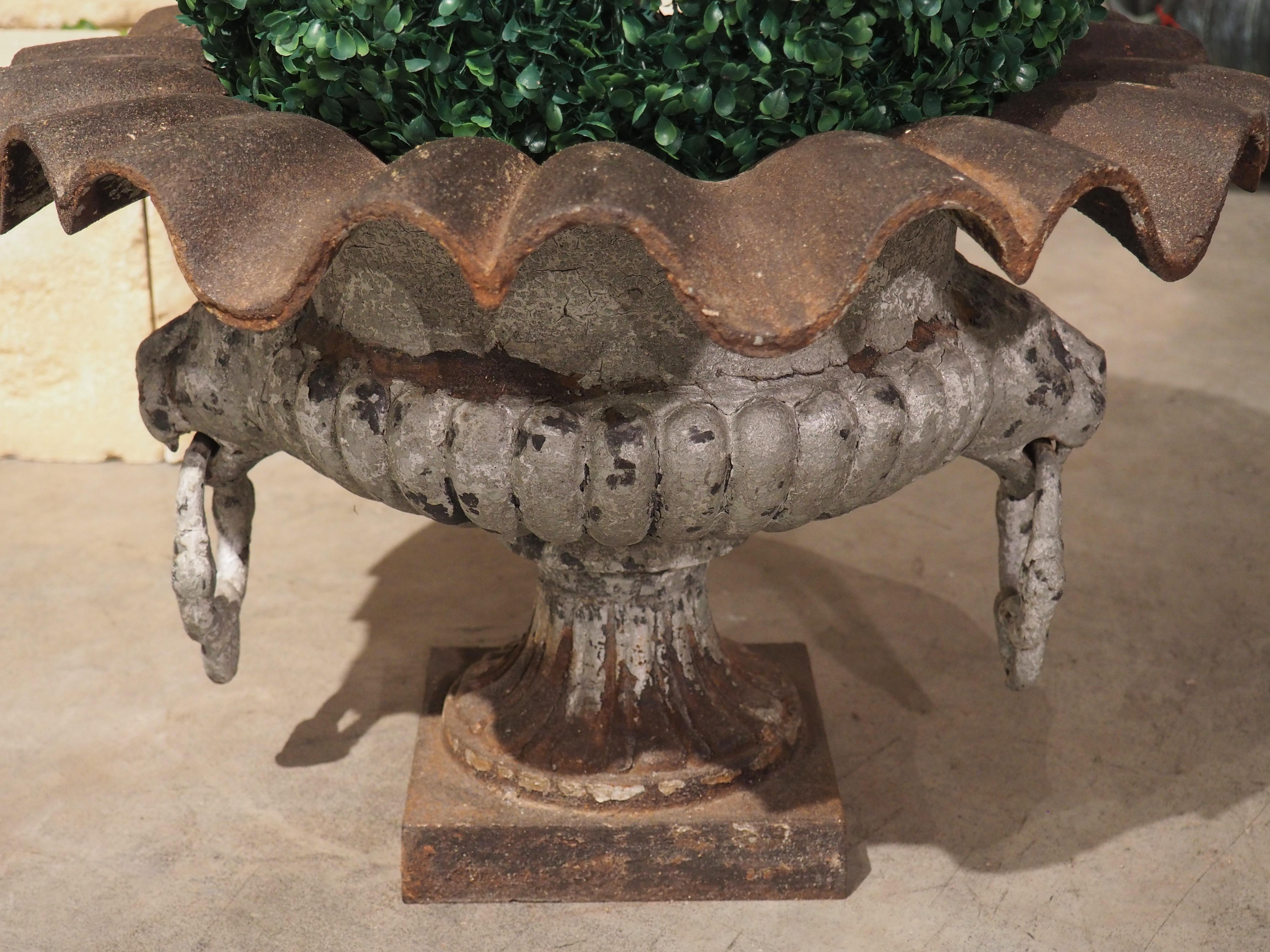 A timeless vase with lion head handles and gadrooning, this cast iron vasque de jardin was created in France in the 1800’s. Vasque de Jardin is the term used to describe small vessels that are wider than they are high.

The scalloped rim is