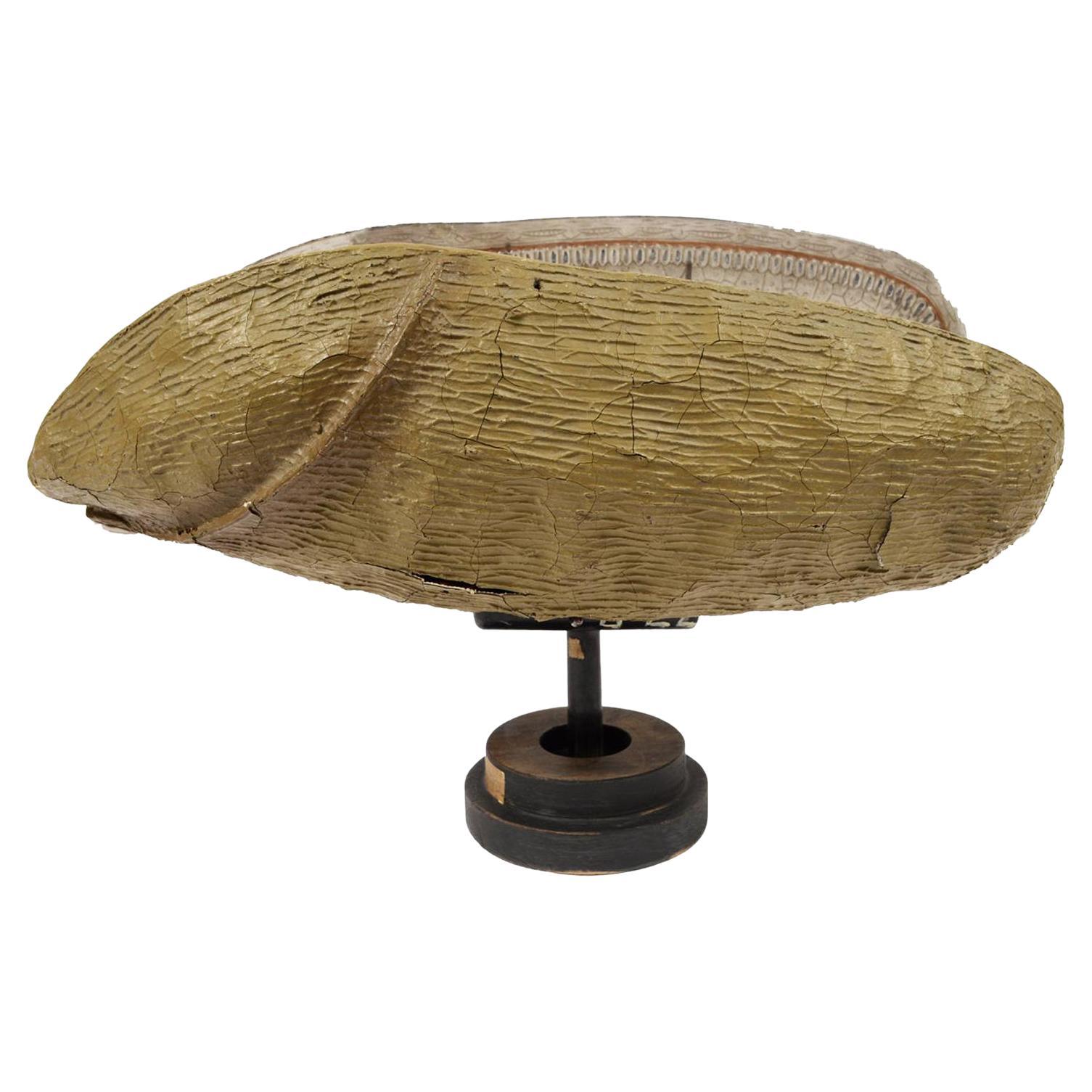 Antique French Didactic Enlarged Model of the Wheat Seed Papier-Mâché, 1890