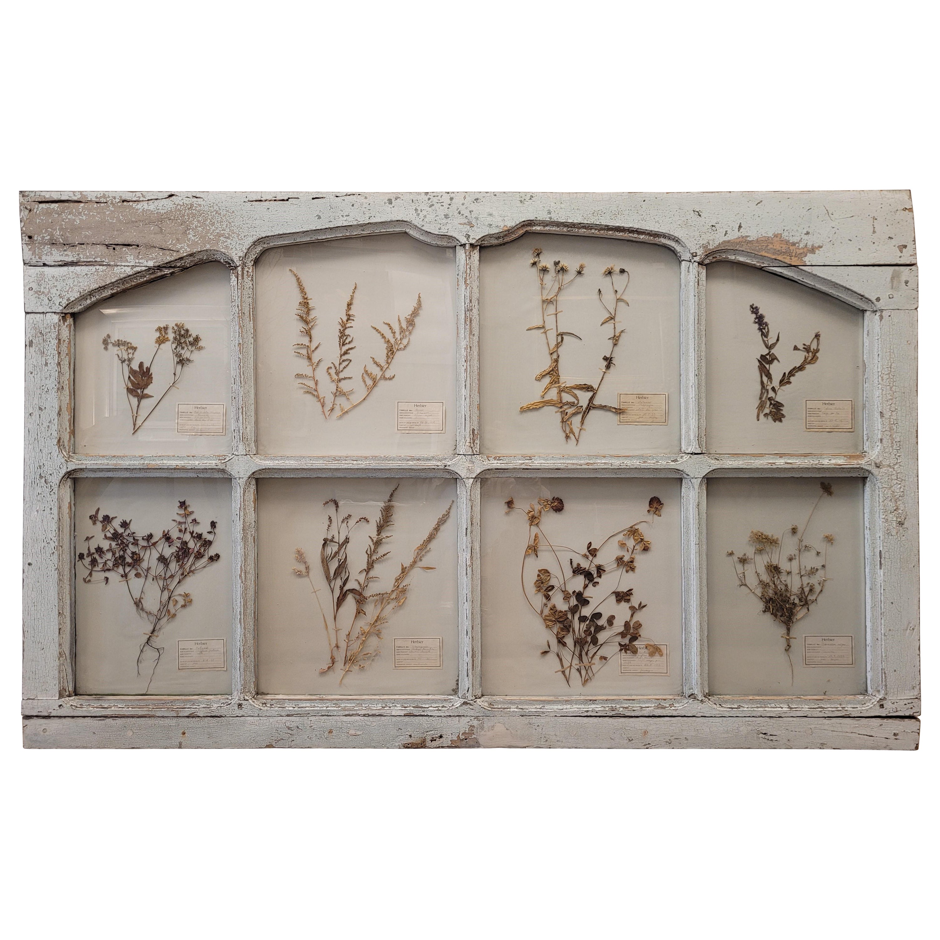Antique French Puerta en azul provenzal con herbolario o flores prensadas