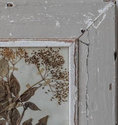 Antique French Herbarium with Pressed Botanical Specimen in Original Patinated F