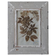 Antique French Herbarium with Pressed Botanical Specimen in Original Patinated F