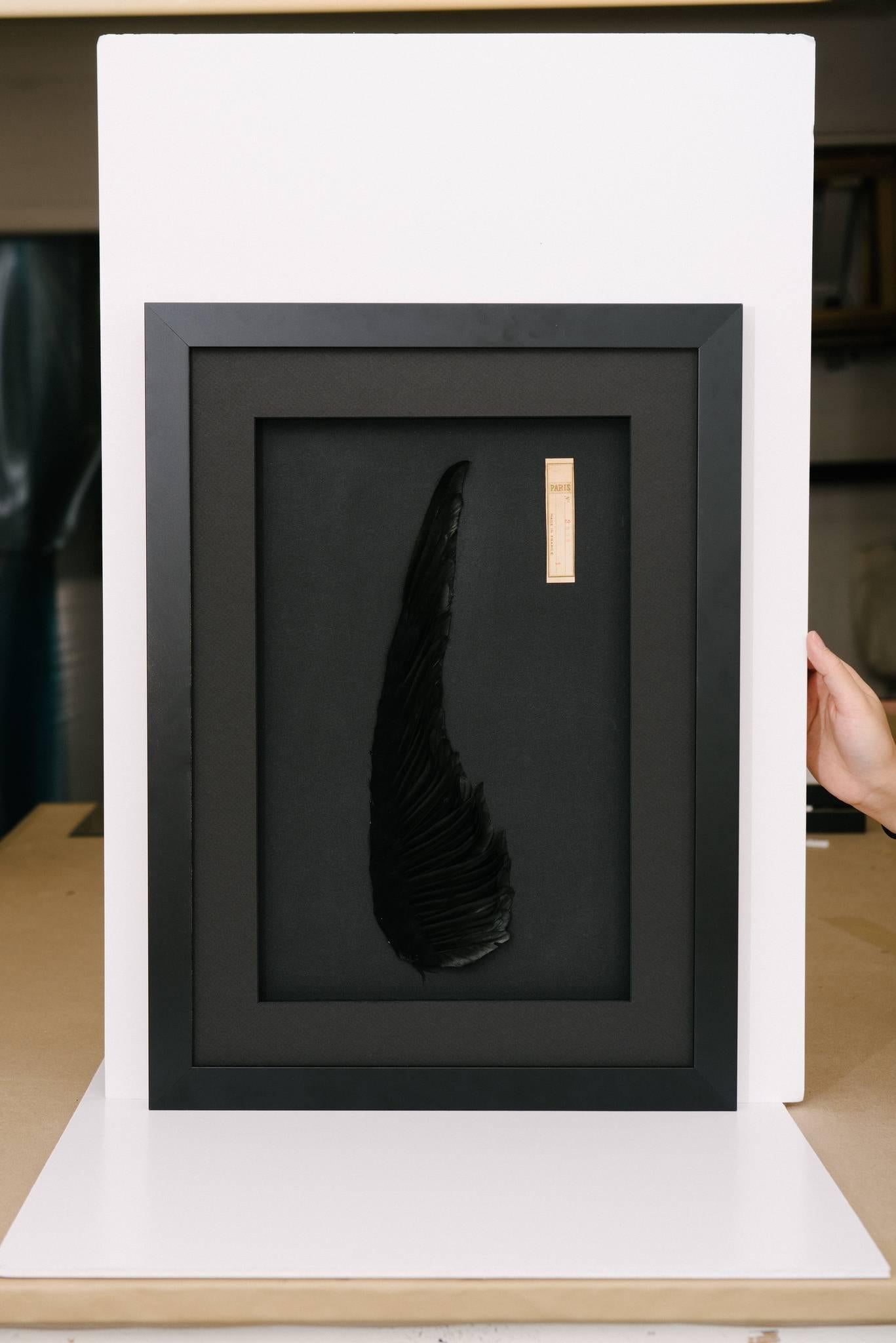 Eine grafische Pariser antike schwarze Hutmacherei Aigrette professionell gerahmt. Diese wunderbaren Kunstwerke werden ausschließlich von Leah Chalfen von LAFF hergestellt. Fotos 1, 2 und 3 sind echte Darstellung dieser tiefschwarzen antiken Federn