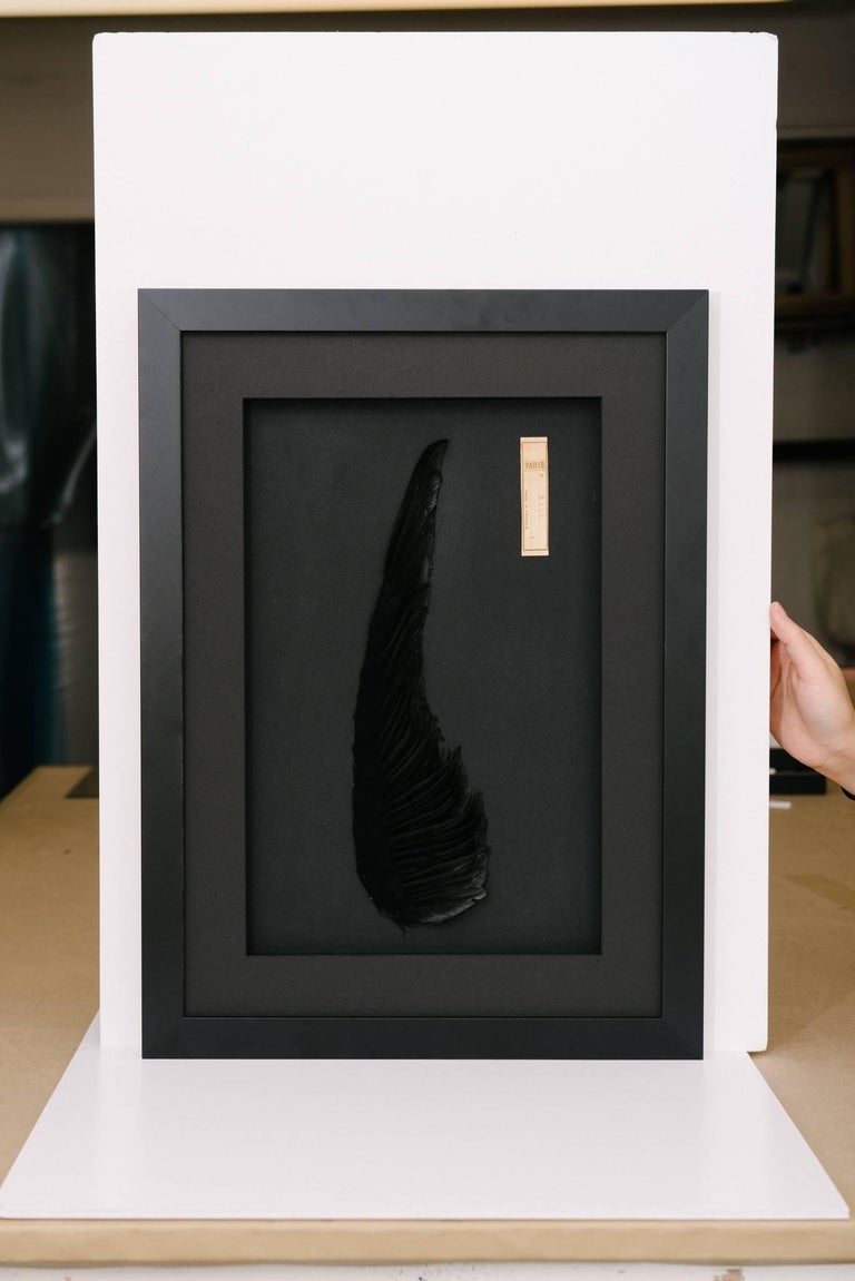 A graphic Parisian antique black millinery aigrette professionally framed. These wonderful works of art are made exclusively by Leah Chalfen of LAFF. Photos 1, 2 and 3 are true representation of these jet black antique feathers and frame. Photo 4 is