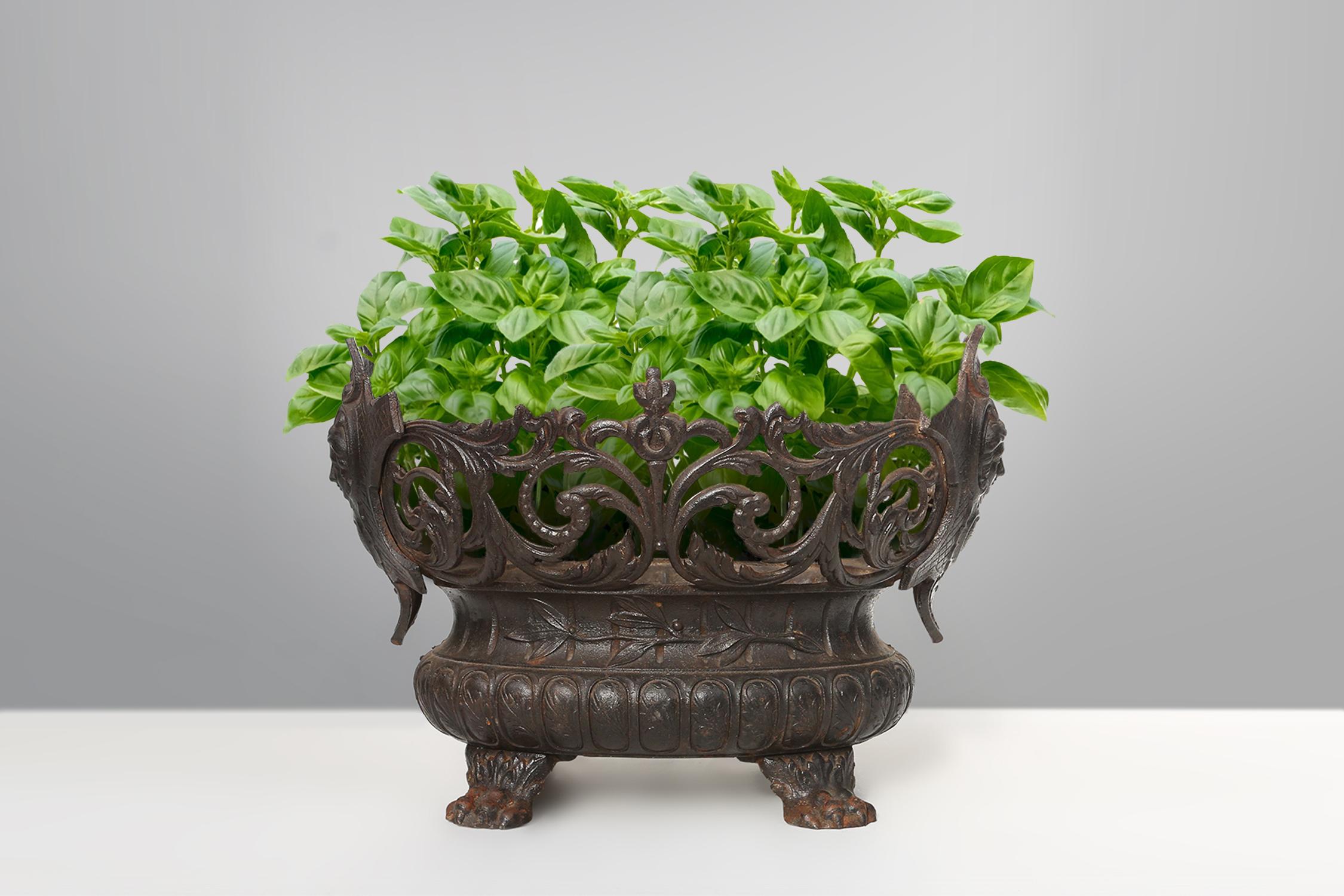 Rustic Antique French planter/jardinaire in cast iron, ca. 1850