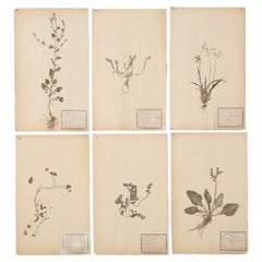 Antique French Pressed Botanical Dated 1900 Set of (6) and Dozens More Available