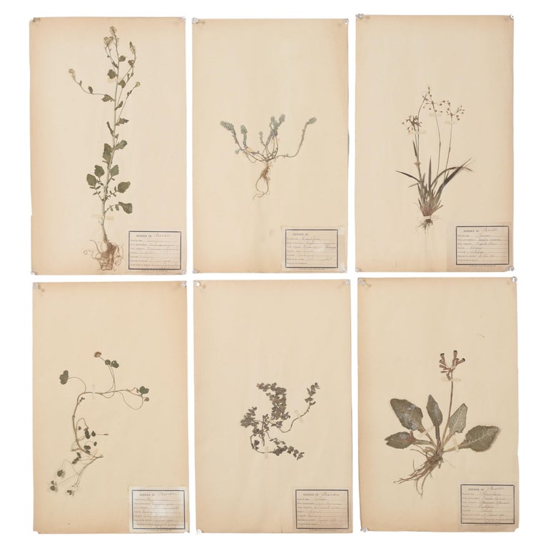 French Set of 6 Pressed Botanicals, 1900