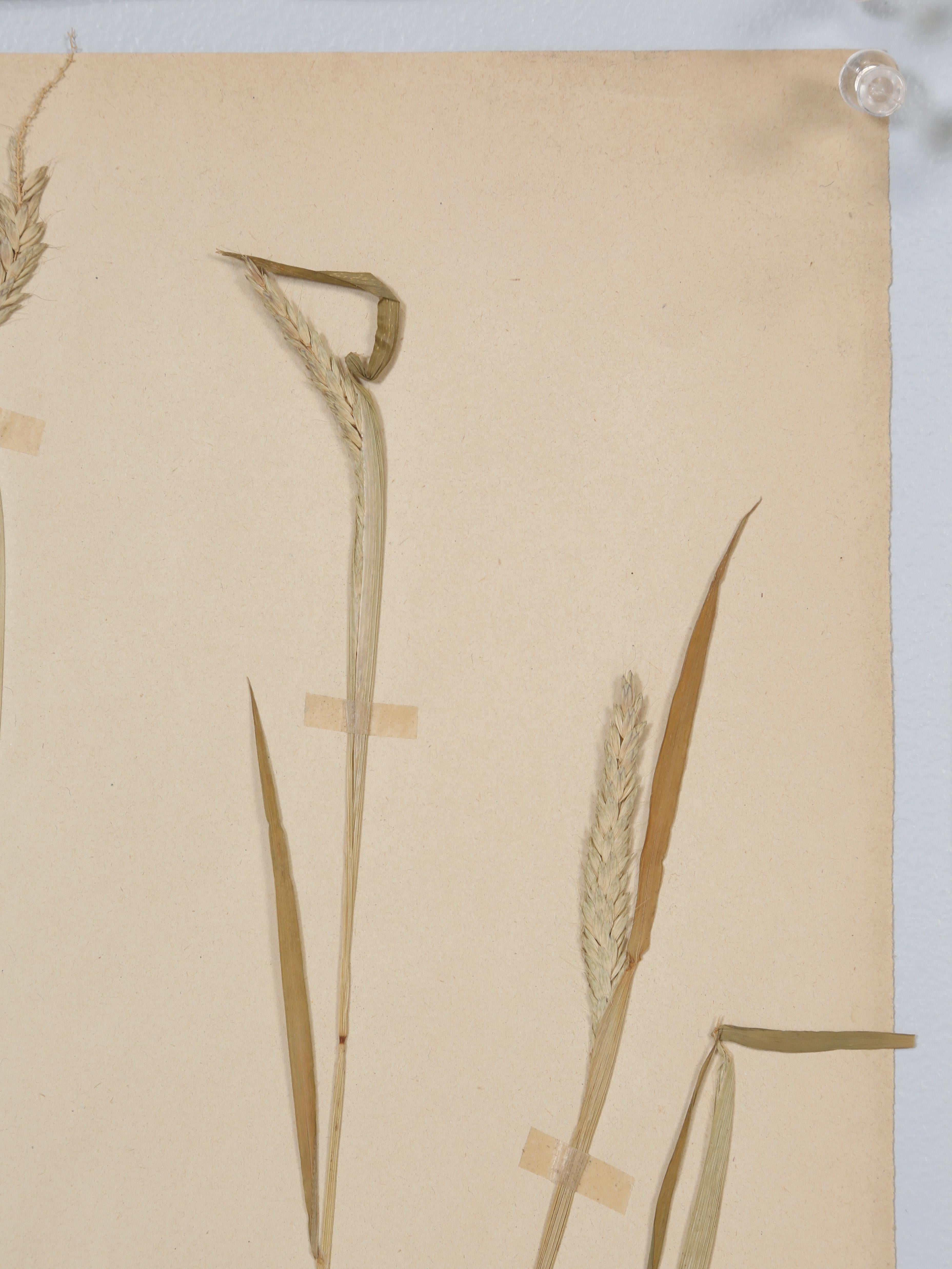 Antique French Pressed Botanical from an 1890's Monastery School More Available For Sale 4