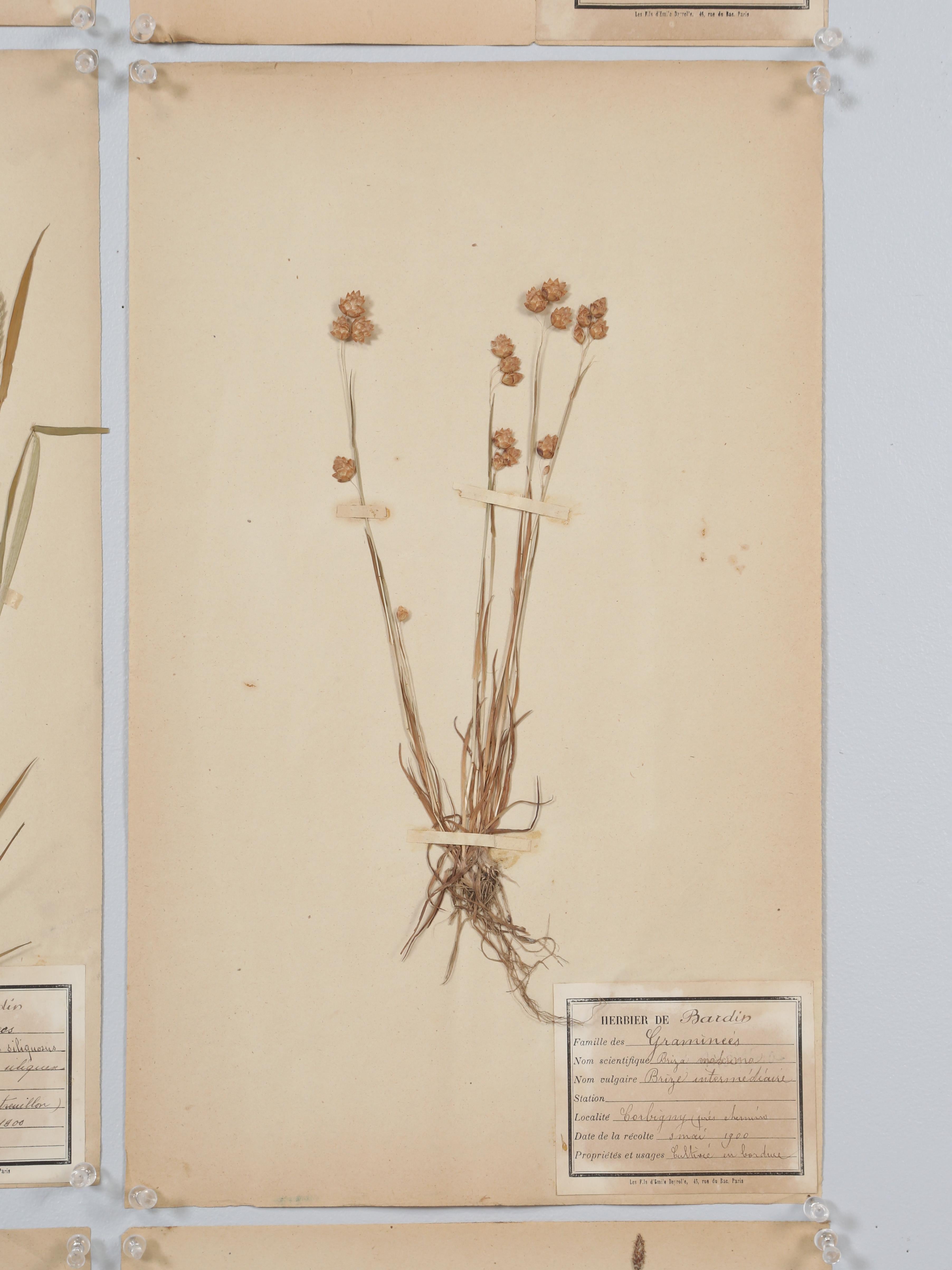 Antique French Pressed Botanical from an 1890's Monastery School More Available For Sale 5