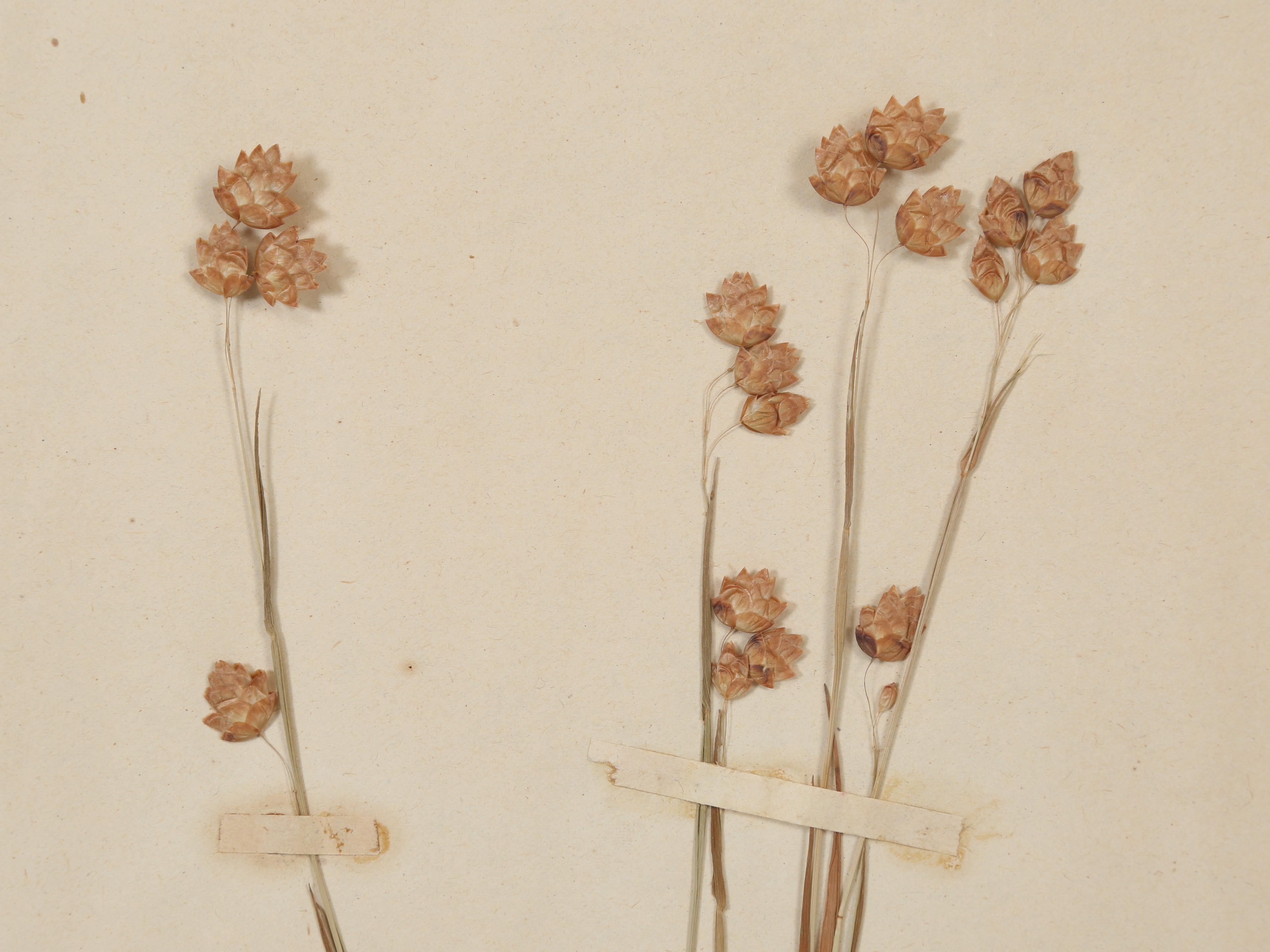 Antique French Pressed Botanical from an 1890's Monastery School More Available For Sale 6
