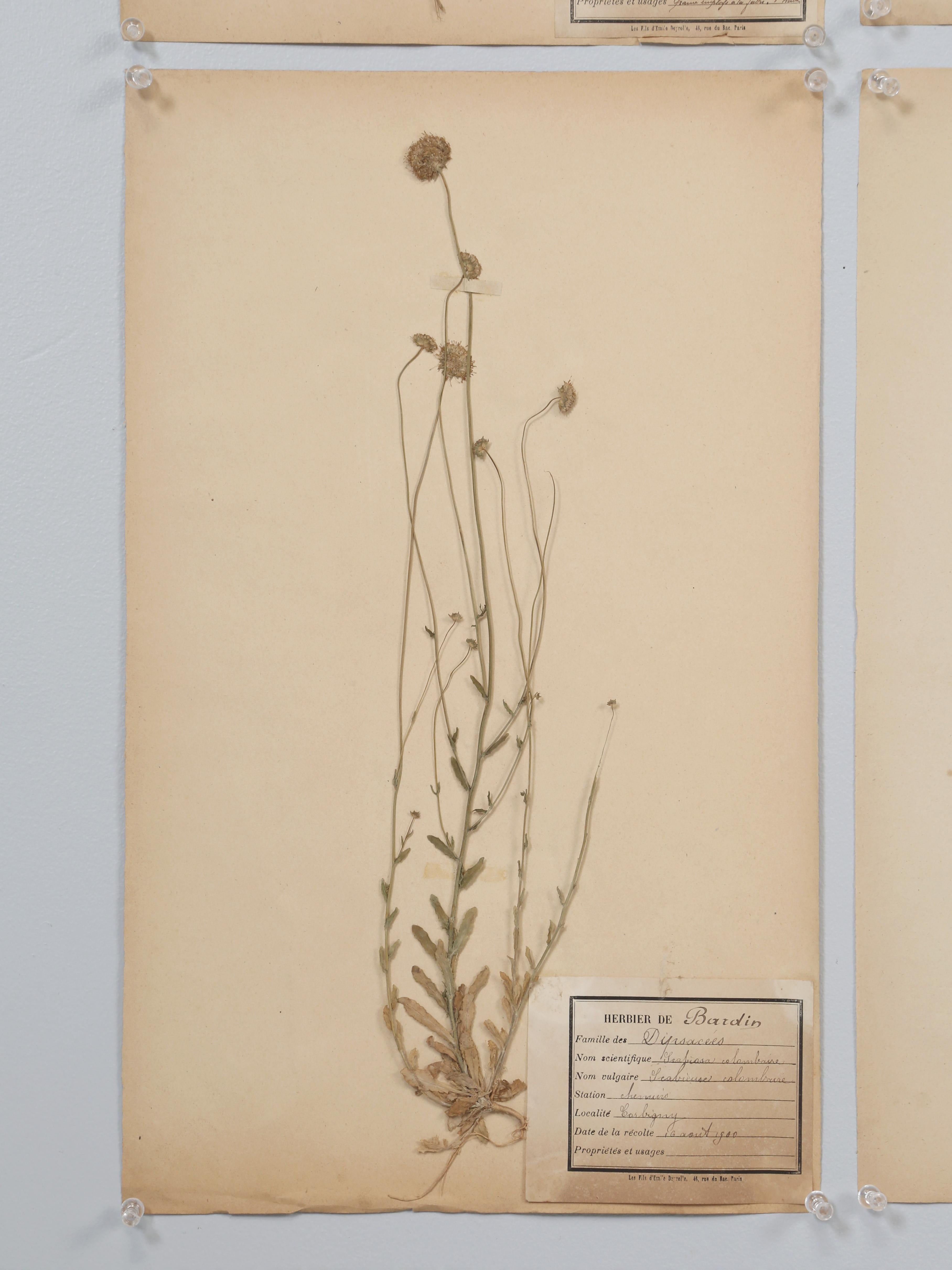 Antique French Pressed Botanical from an 1890's Monastery School More Available For Sale 7