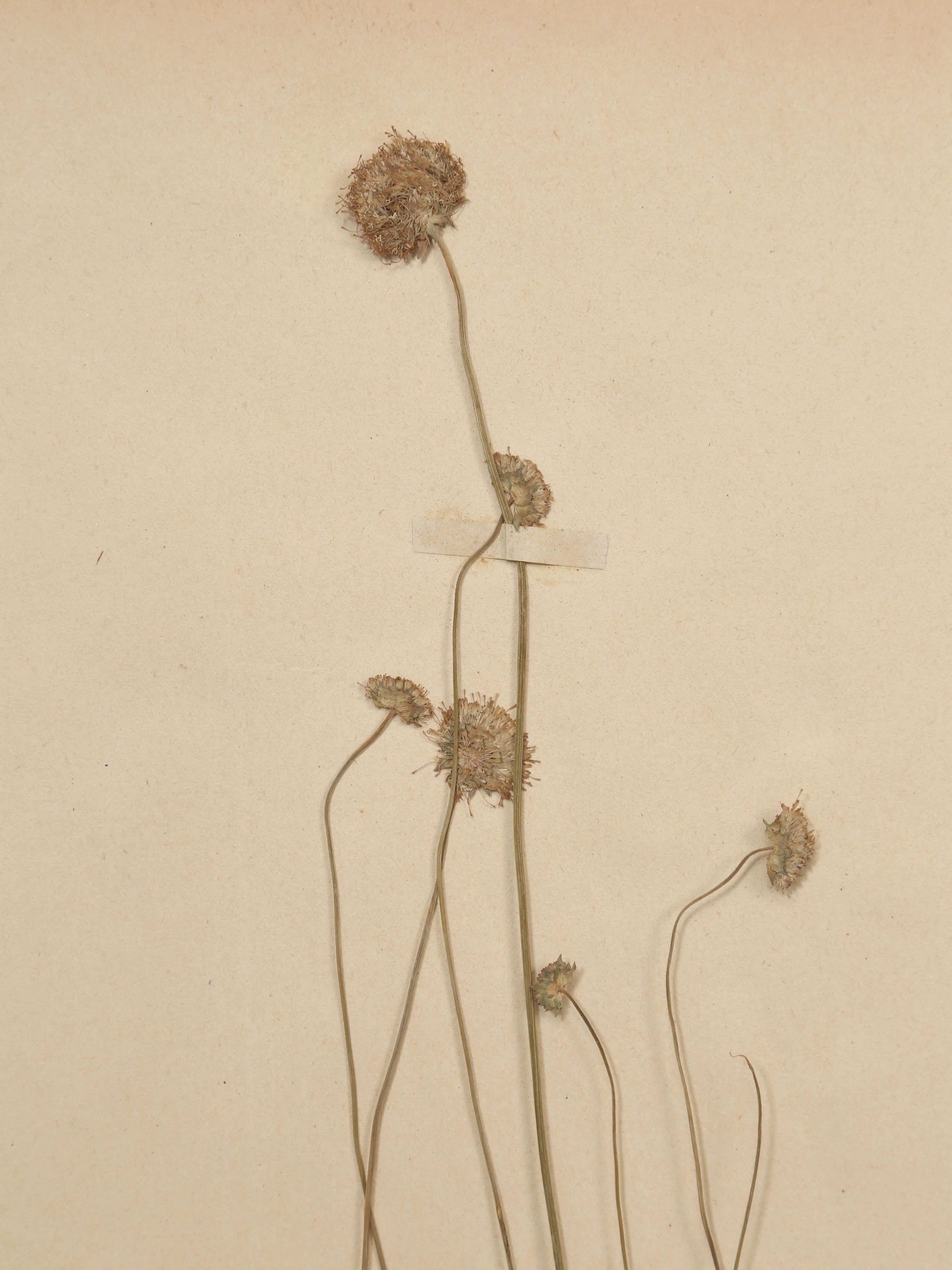 Antique French Pressed Botanical from an 1890's Monastery School More Available For Sale 8