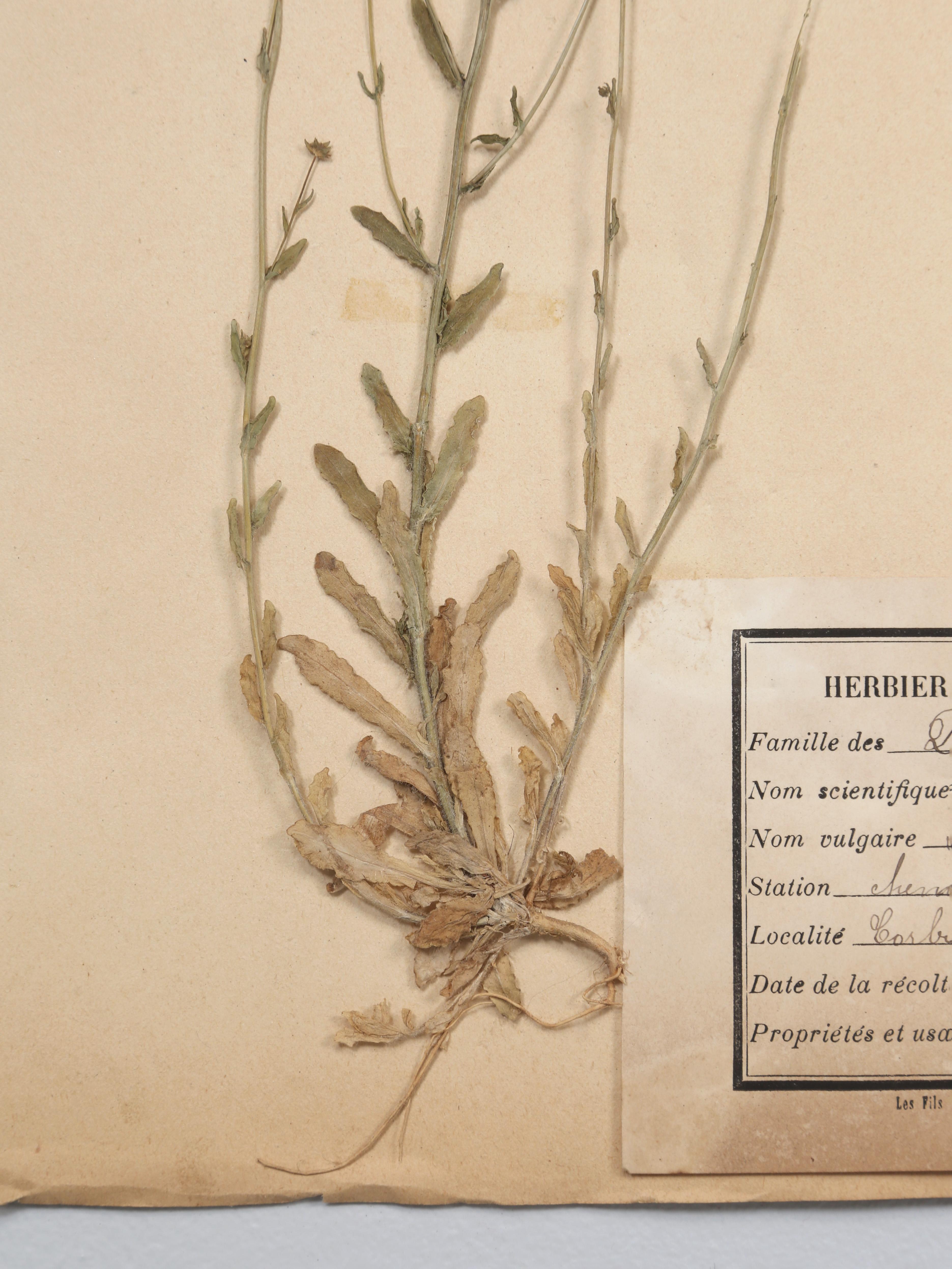 Antique French Pressed Botanical from an 1890's Monastery School More Available For Sale 9