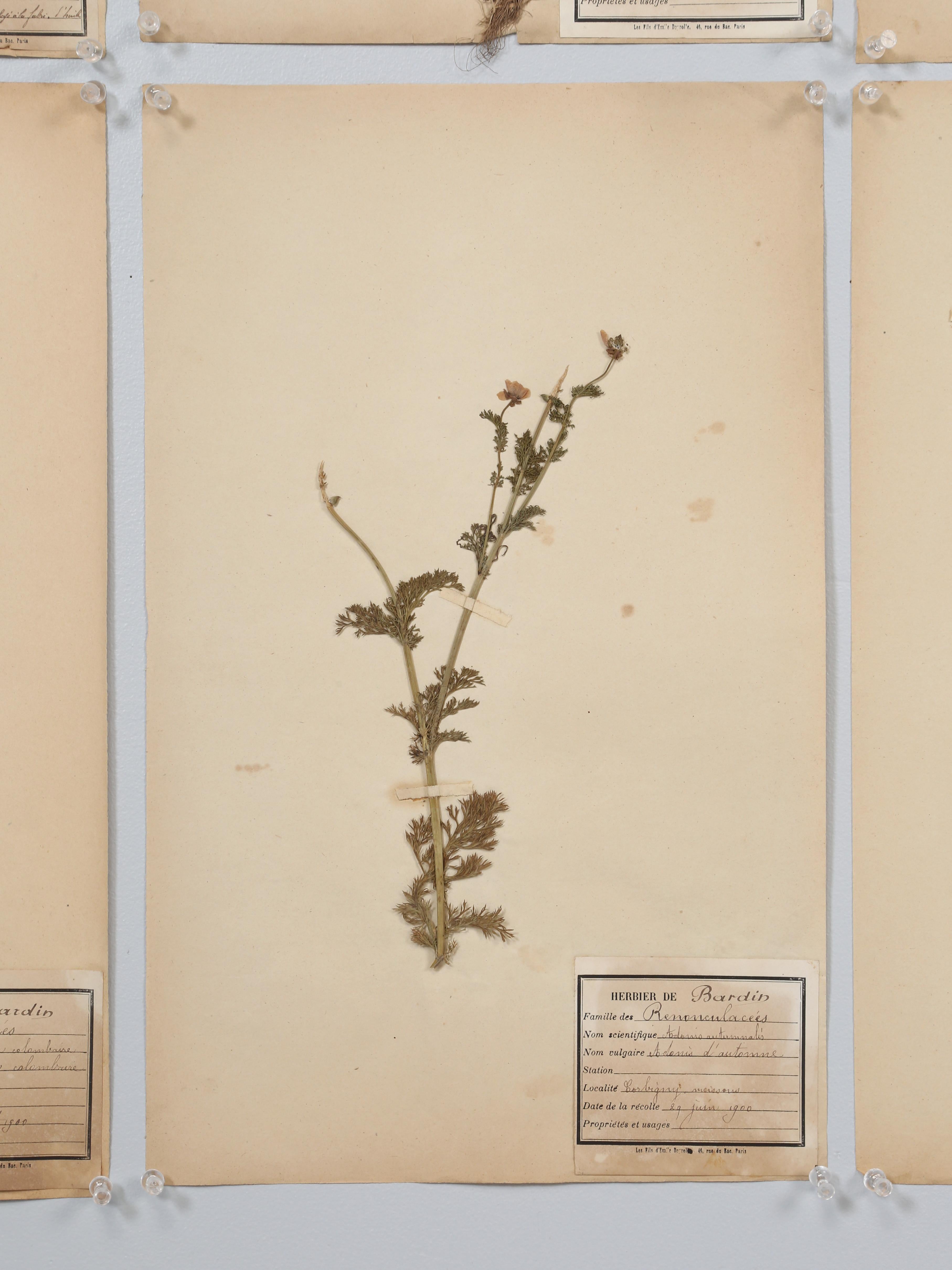Antique French Pressed Botanical from an 1890's Monastery School More Available For Sale 10