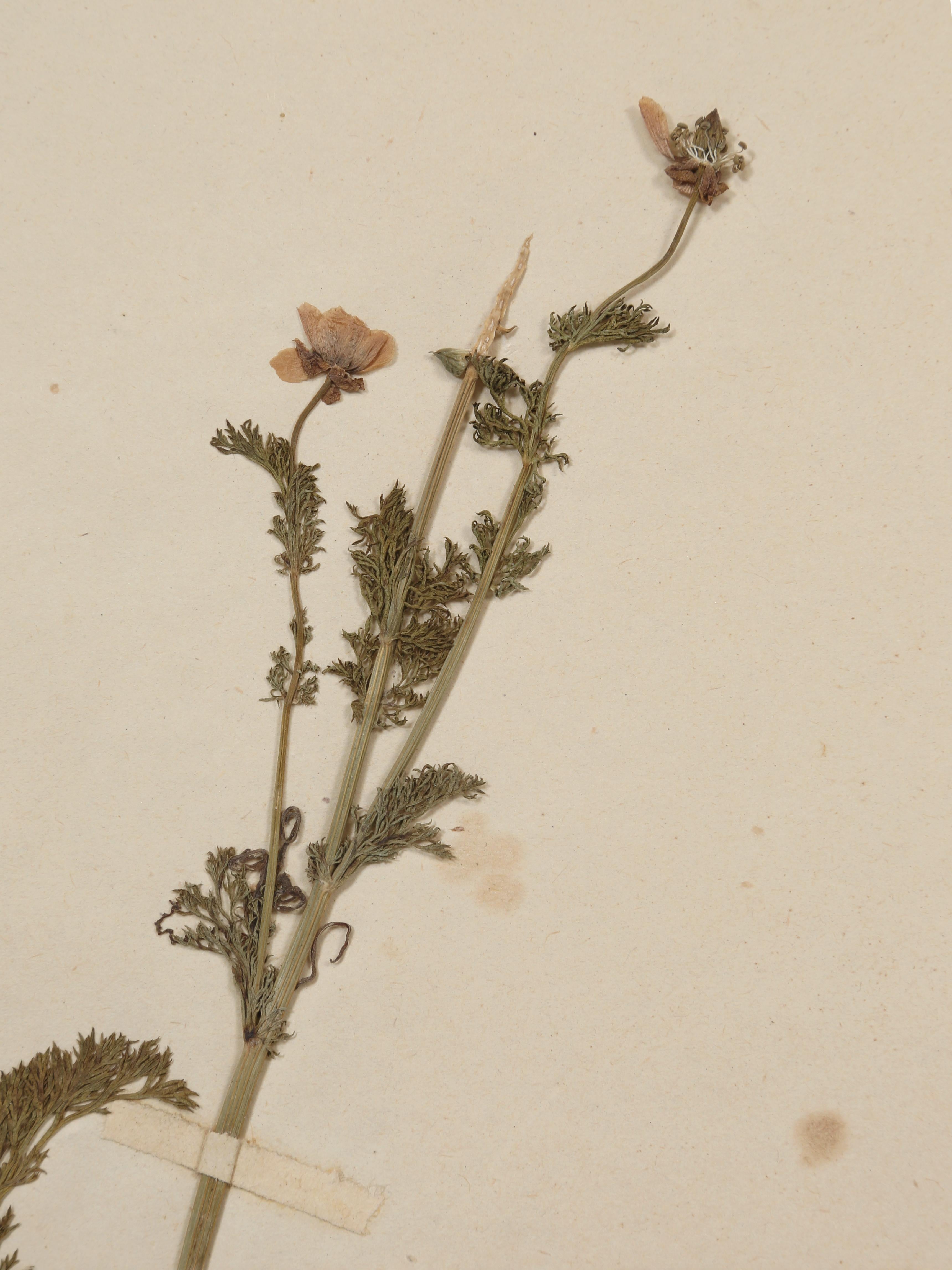 Antique French Pressed Botanical from an 1890's Monastery School More Available For Sale 11