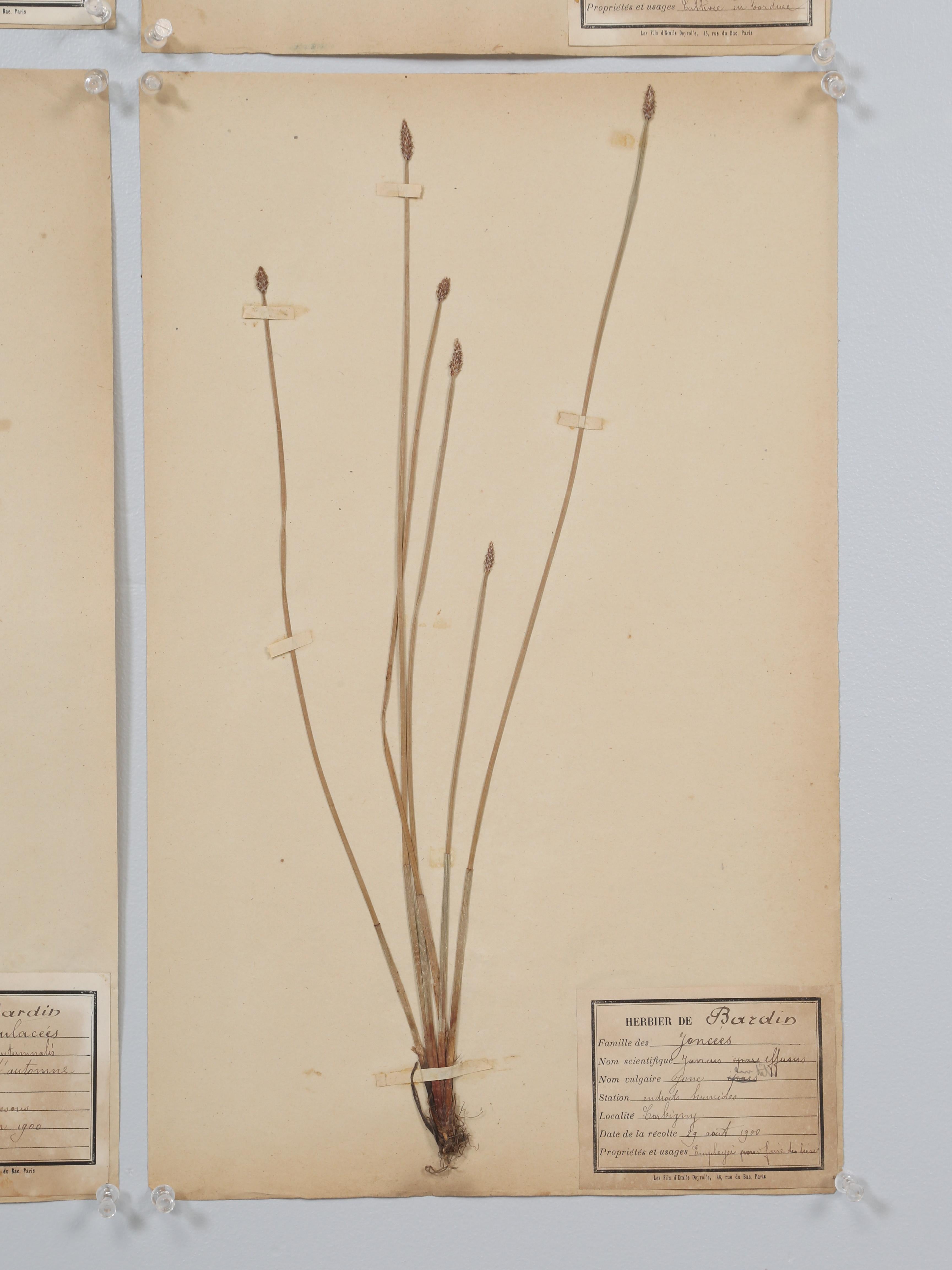Antique French Pressed Botanical from an 1890's Monastery School More Available For Sale 12