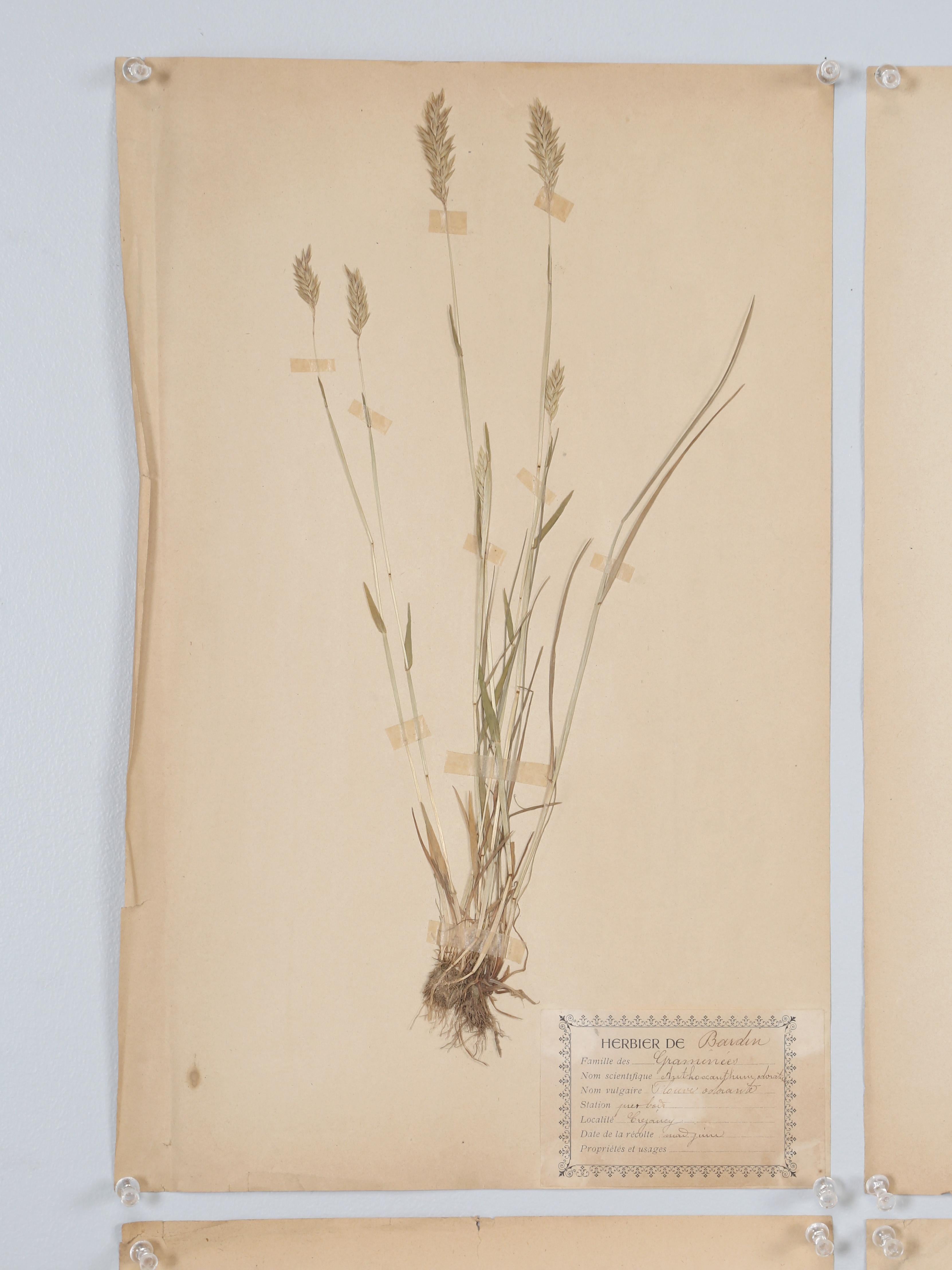 French Pressed Botanicals in a Set of (9) found in a Monastery School that opened in the 1890's in the south of France. The Pressed Botanicals are dated around c1900 and are in as found condition. When we package the Botanicals for shipping, they