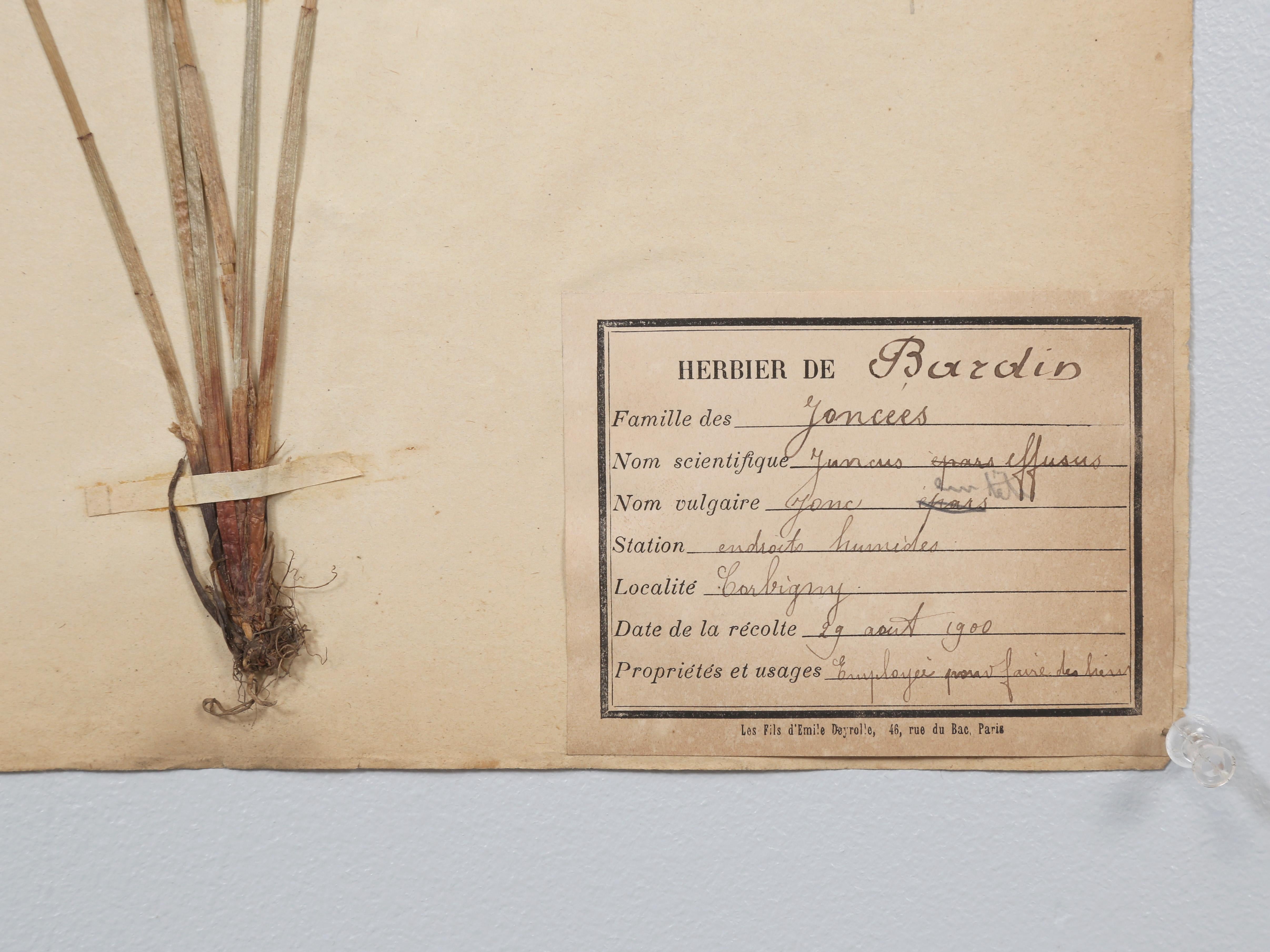 Antique French Pressed Botanical from an 1890's Monastery School More Available For Sale 13