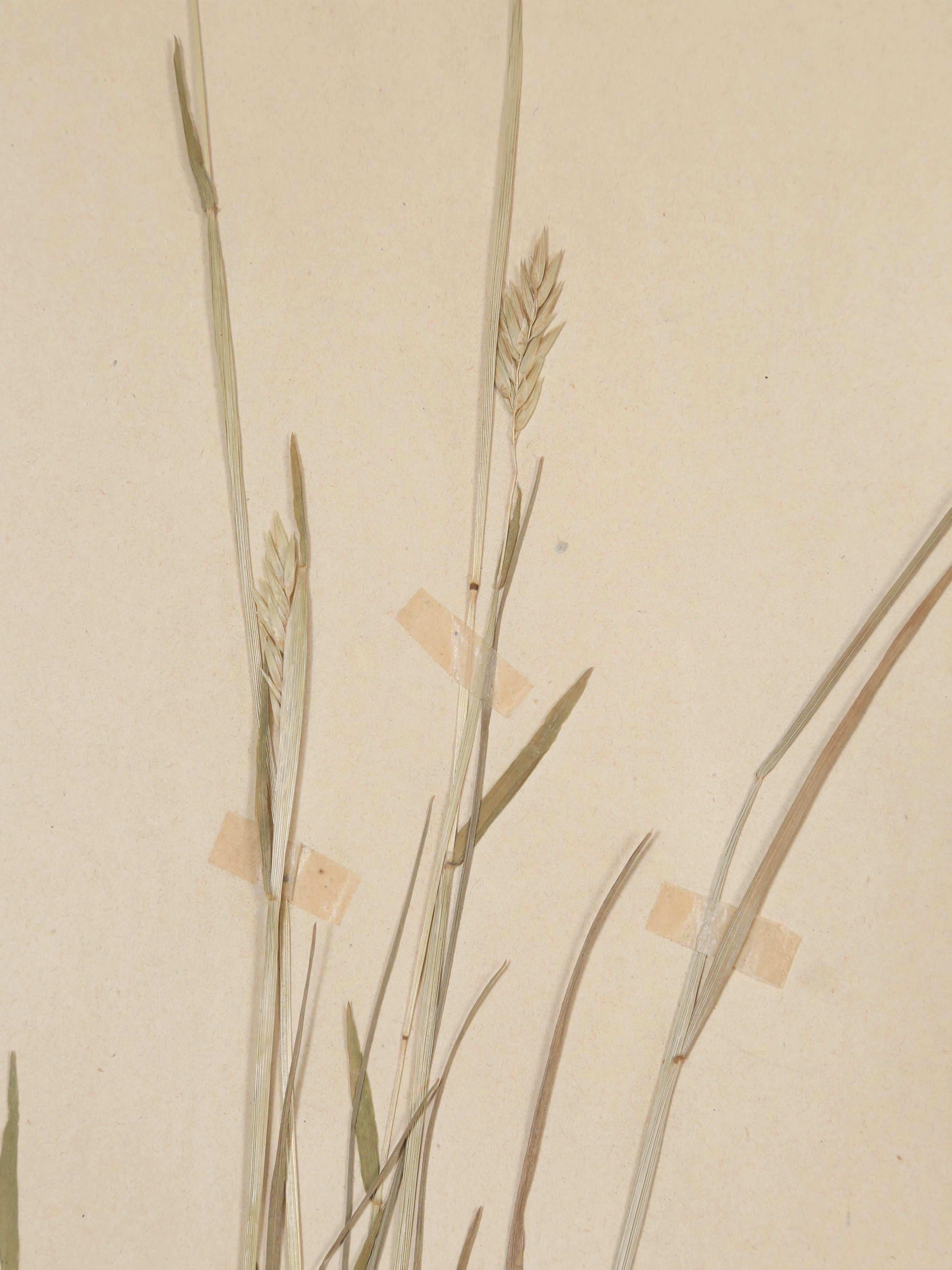 Country Antique French Pressed Botanical from an 1890's Monastery School More Available For Sale