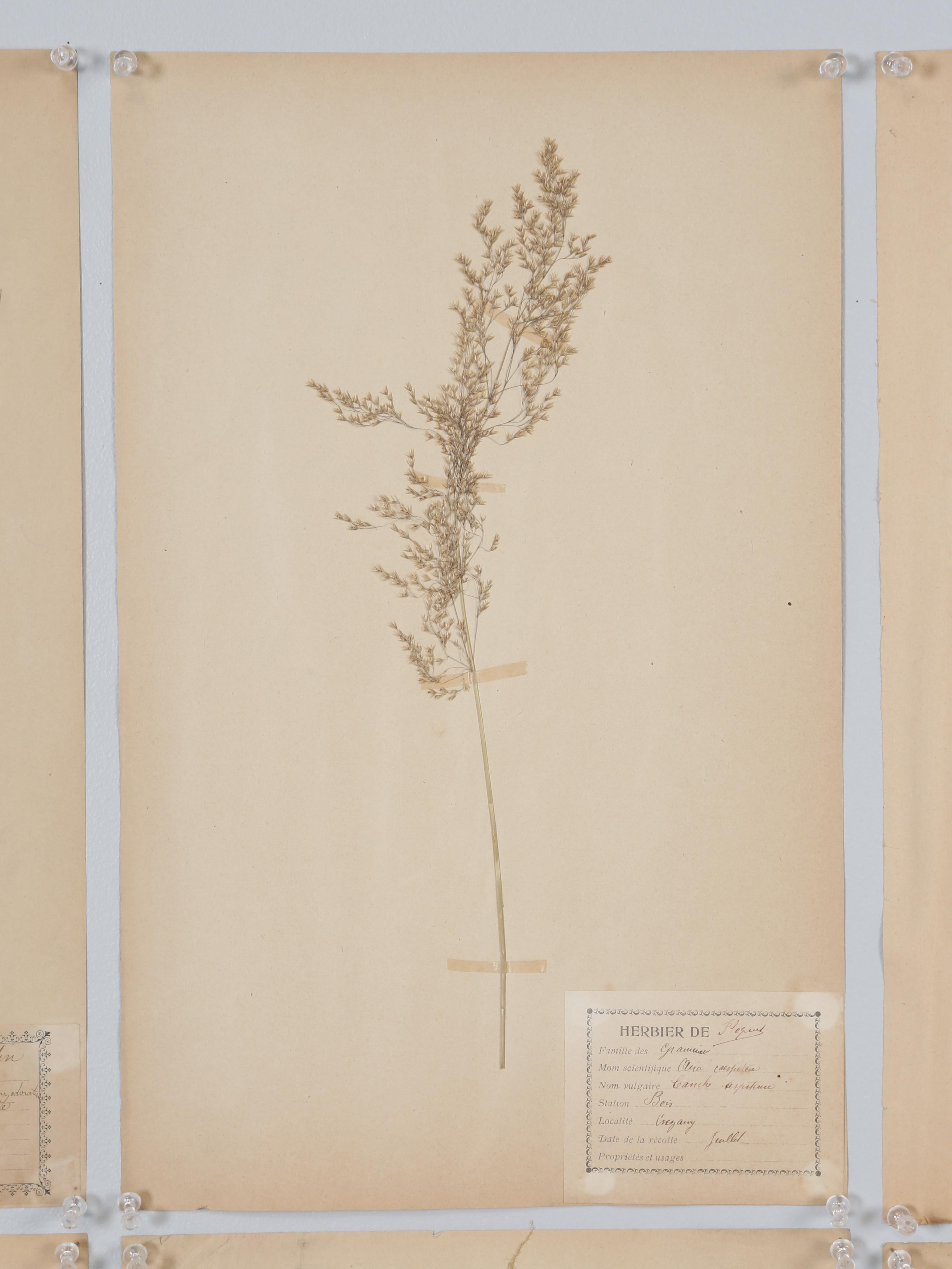 Hand-Crafted Antique French Pressed Botanical from an 1890's Monastery School More Available For Sale