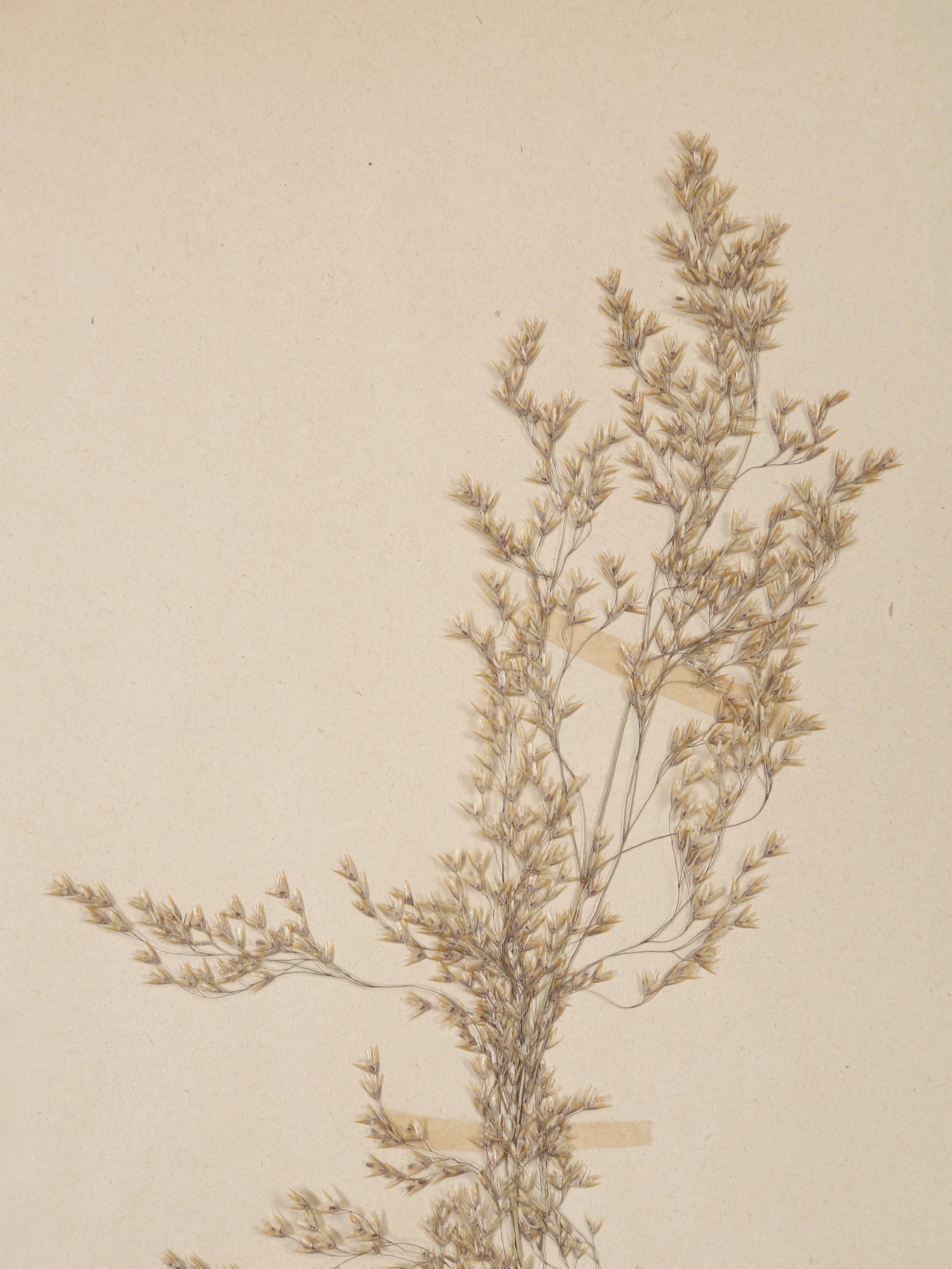 Antique French Pressed Botanical from an 1890's Monastery School More Available In Good Condition For Sale In Chicago, IL