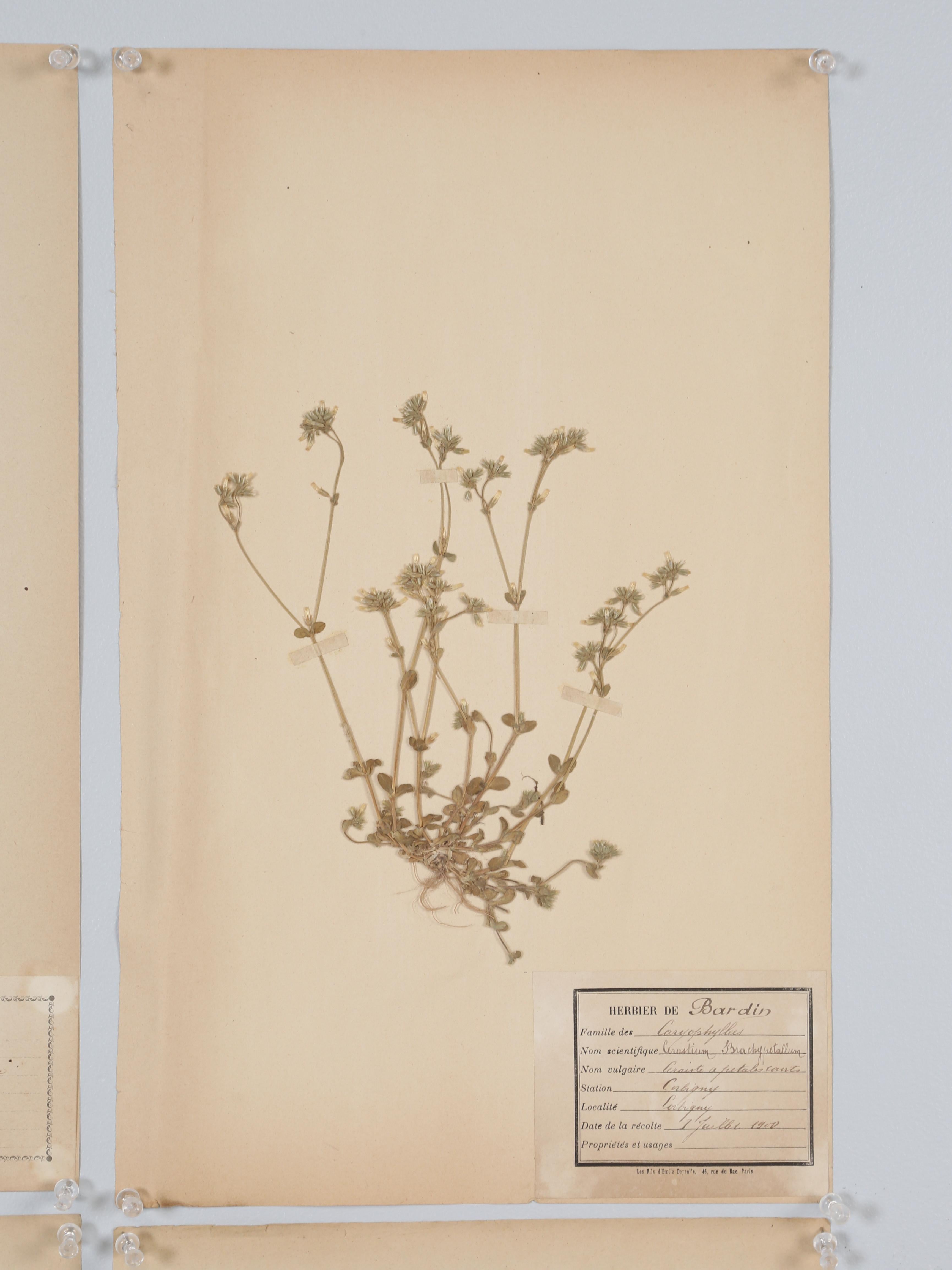 Early 20th Century Antique French Pressed Botanical from an 1890's Monastery School More Available For Sale