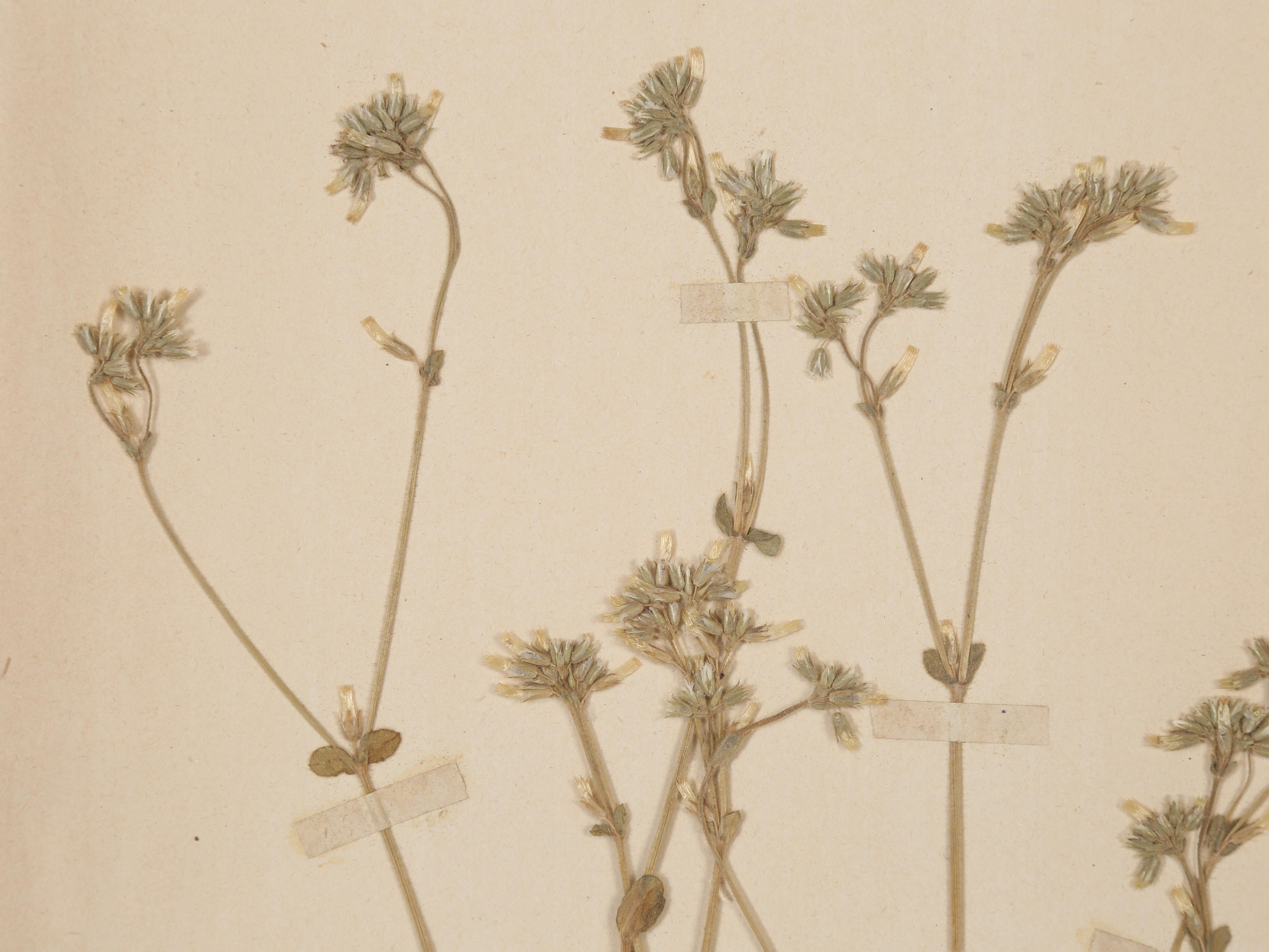 Other Antique French Pressed Botanical from an 1890's Monastery School More Available For Sale