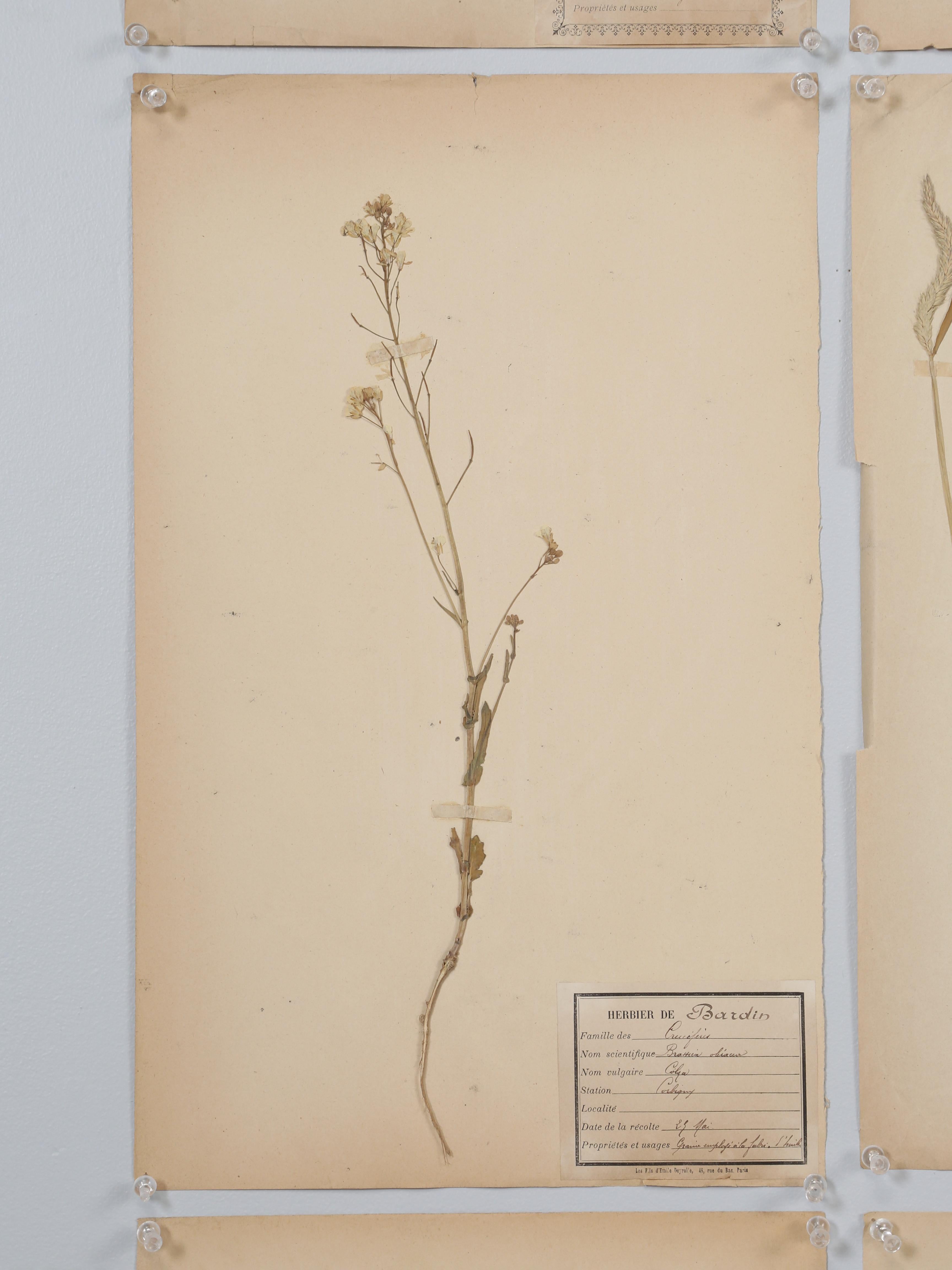 Antique French Pressed Botanical from an 1890's Monastery School More Available For Sale 1