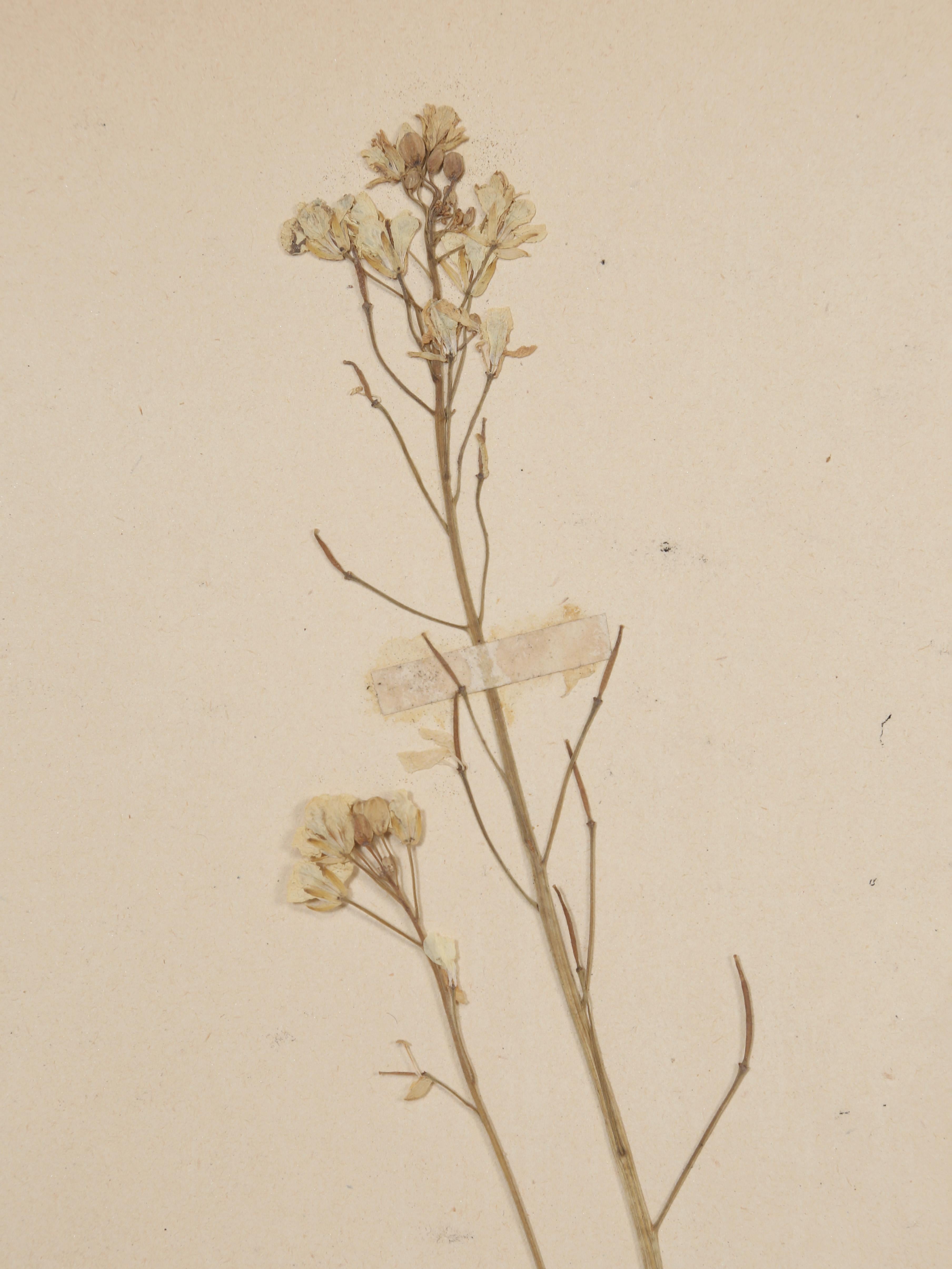 Antique French Pressed Botanical from an 1890's Monastery School More Available For Sale 2