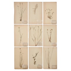 Antique French Pressed Botanical from an 1890's Monastery School More Available