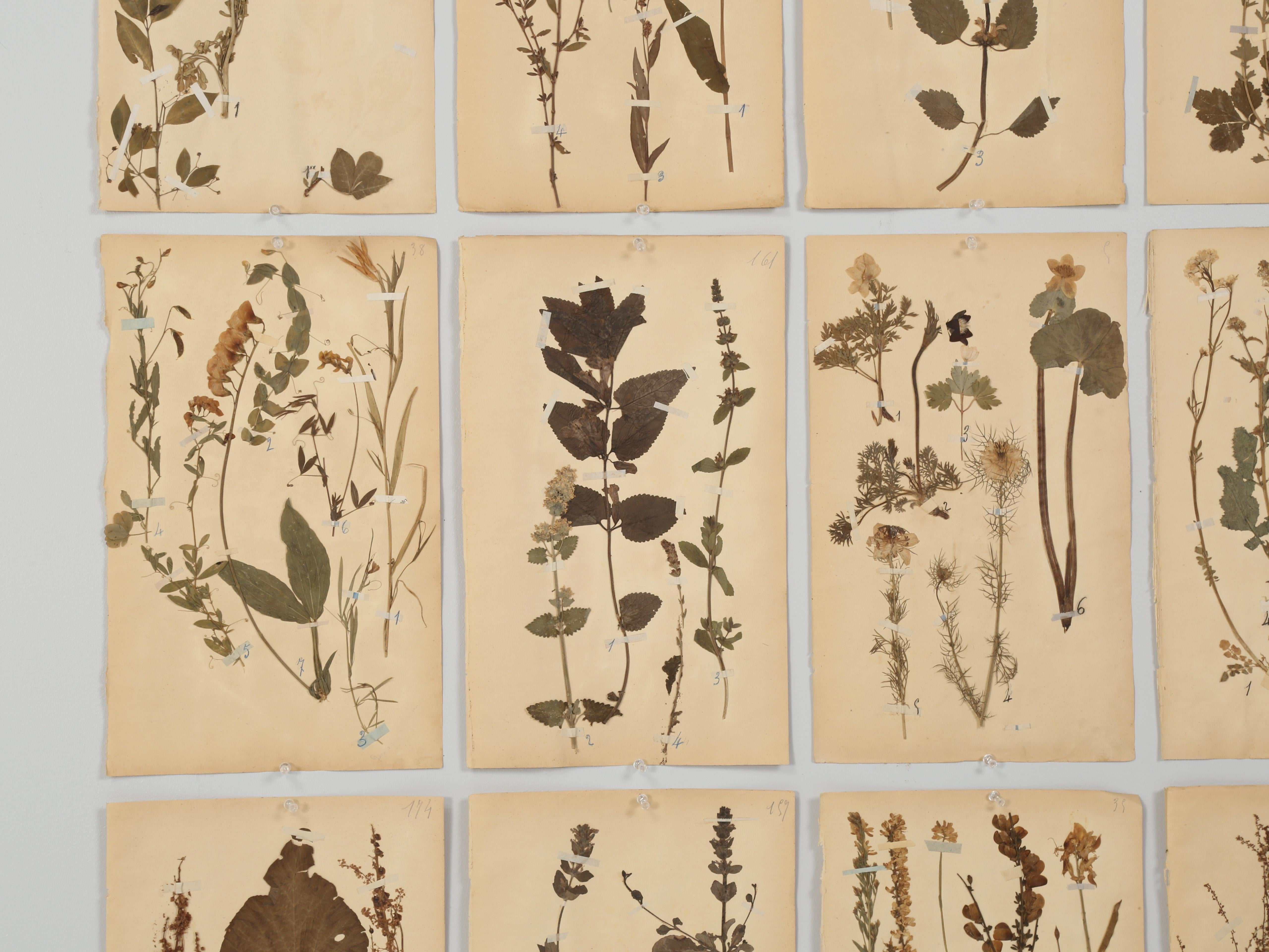 Early 20th Century Antique French Pressed Botanical from Monastery School That Opened in 1892