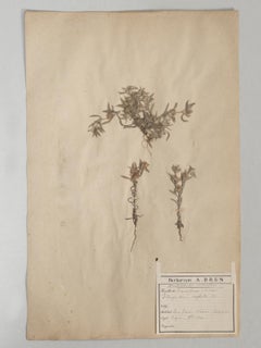 Antique French Pressed Botanicals Dated 1860-1889 Larger Sets Available