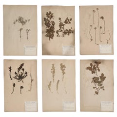 Antique French Pressed Botanicals Dated 1860-1889 Larger Sets Available 