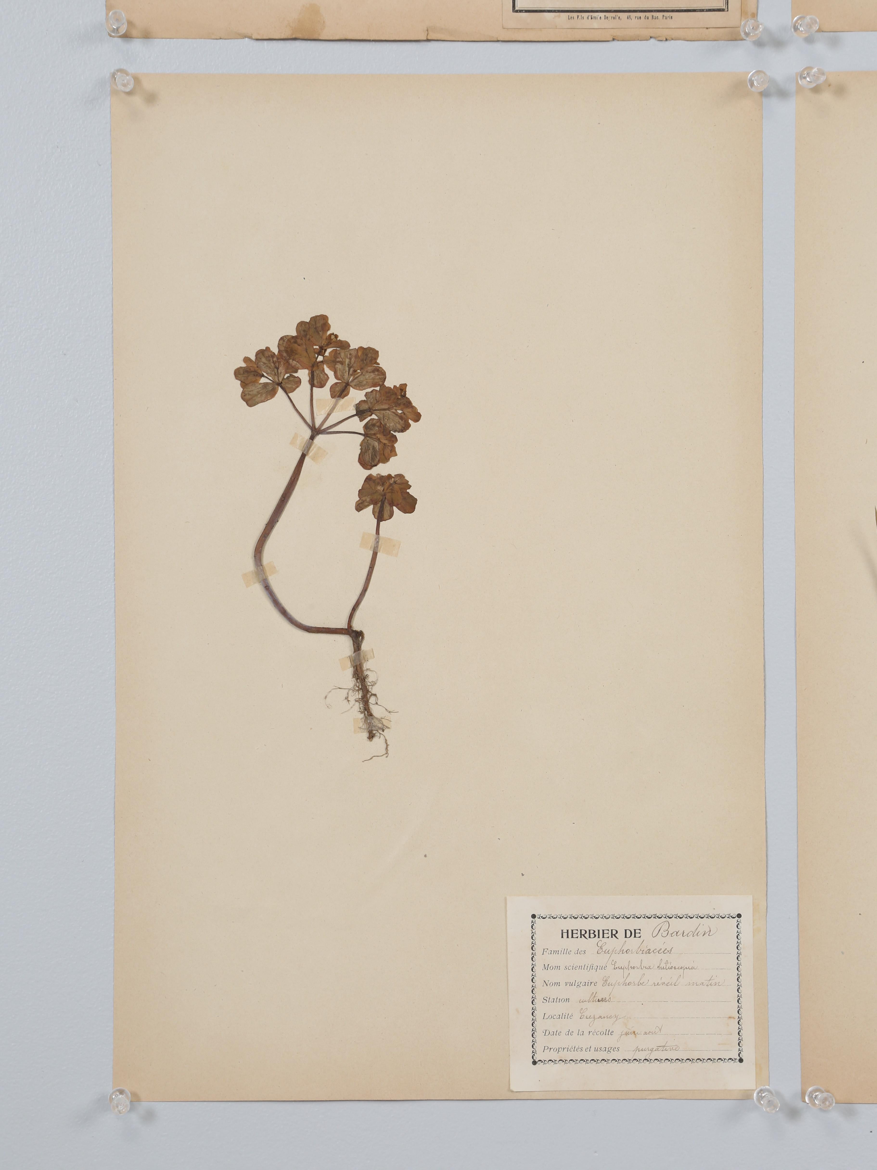 Antique French Pressed Botanicals from an 1890's Monastery School More Available 3