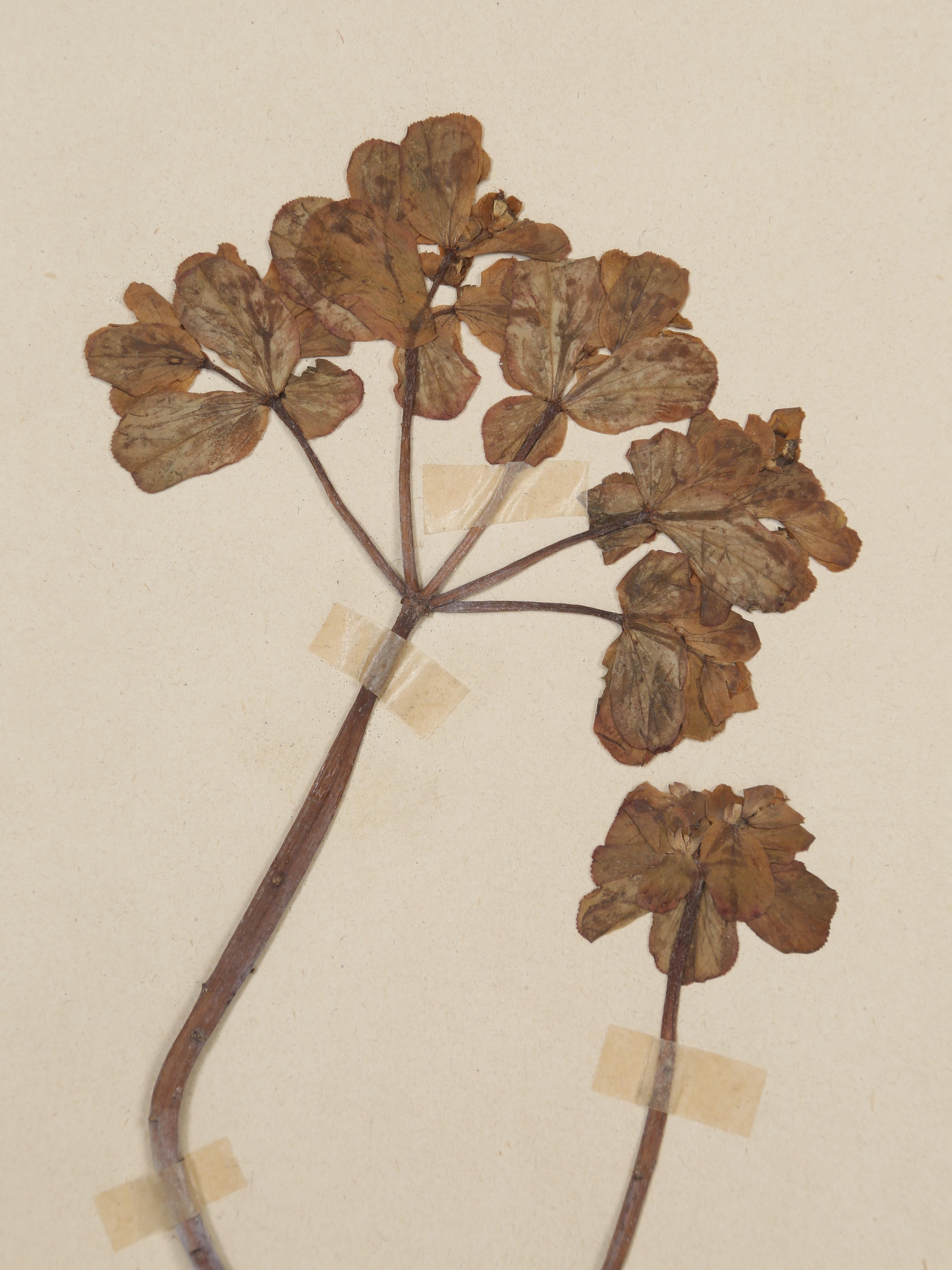 Antique French Pressed Botanicals from an 1890's Monastery School More Available 5
