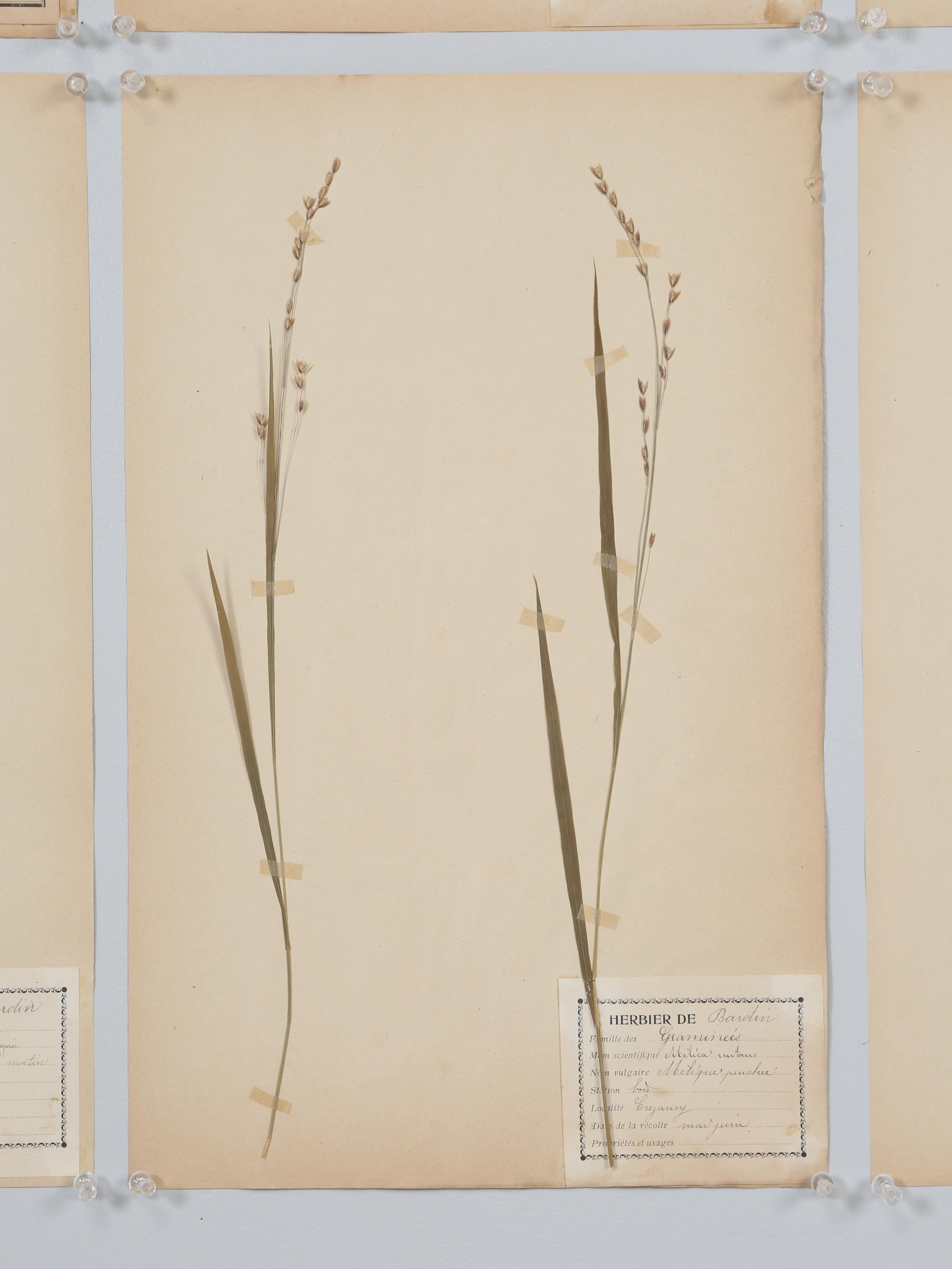 Antique French Pressed Botanicals from an 1890's Monastery School More Available 6