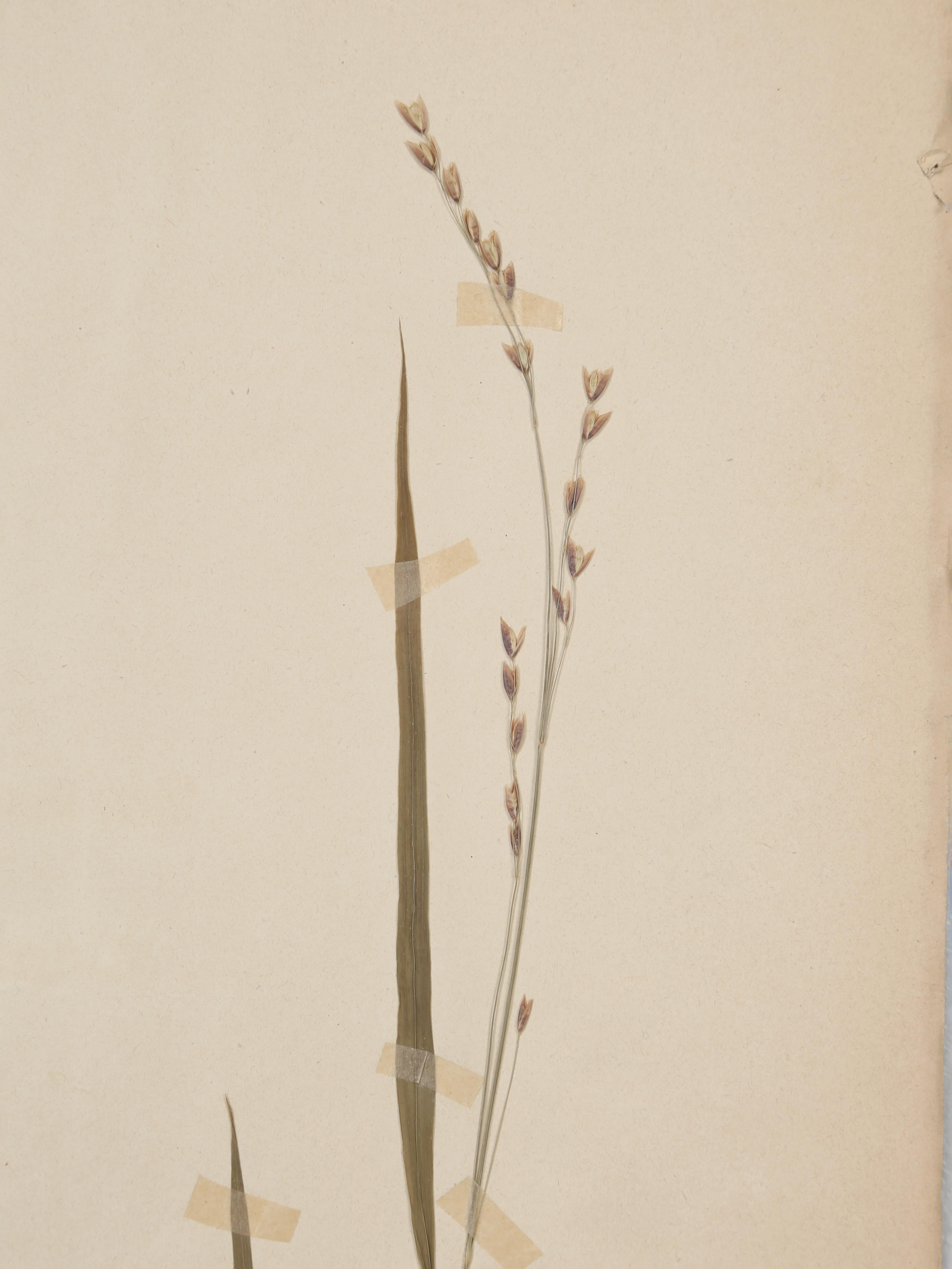 Antique French Pressed Botanicals from an 1890's Monastery School More Available 7