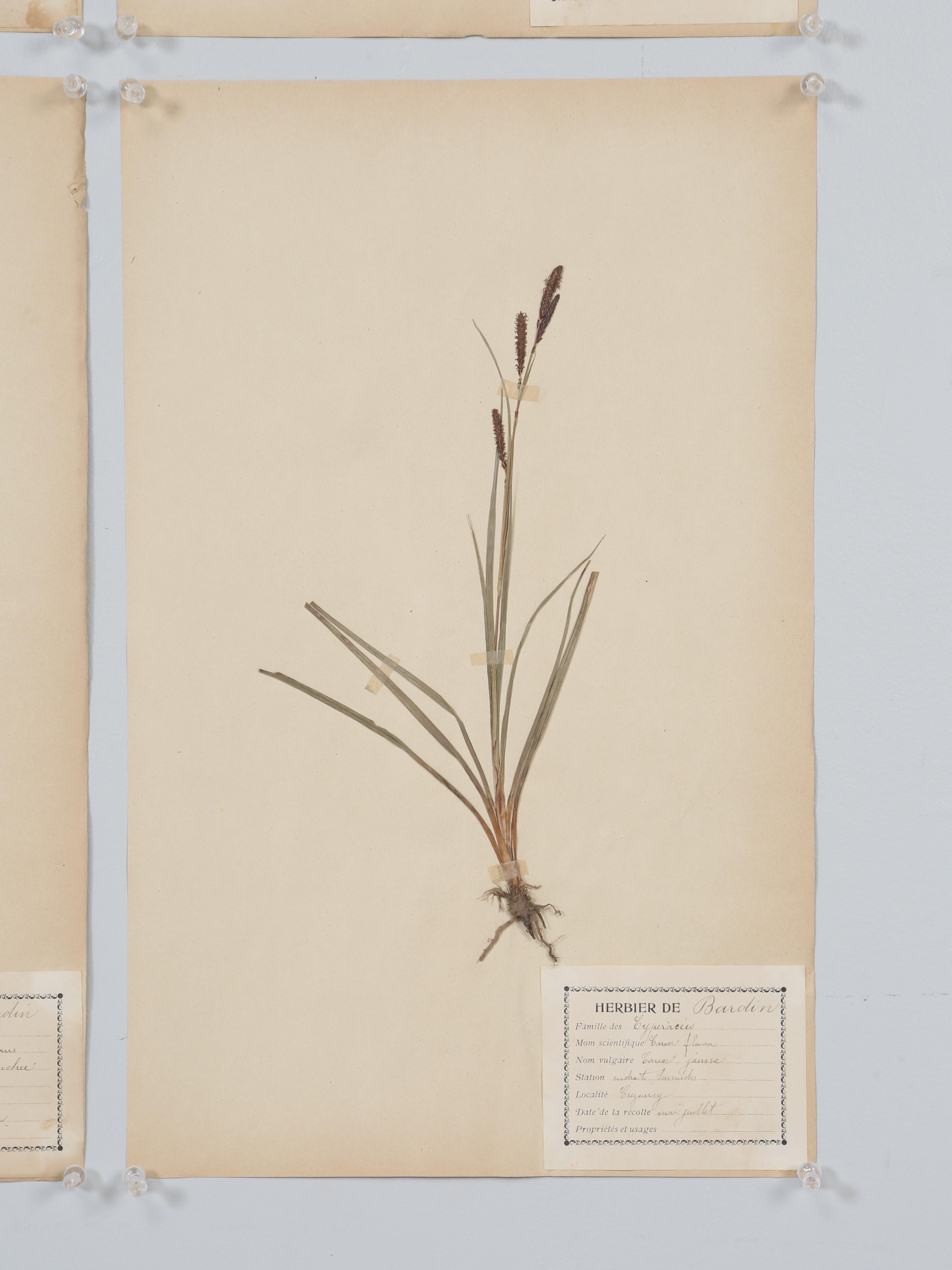 Antique French Pressed Botanicals from an 1890's Monastery School More Available 8