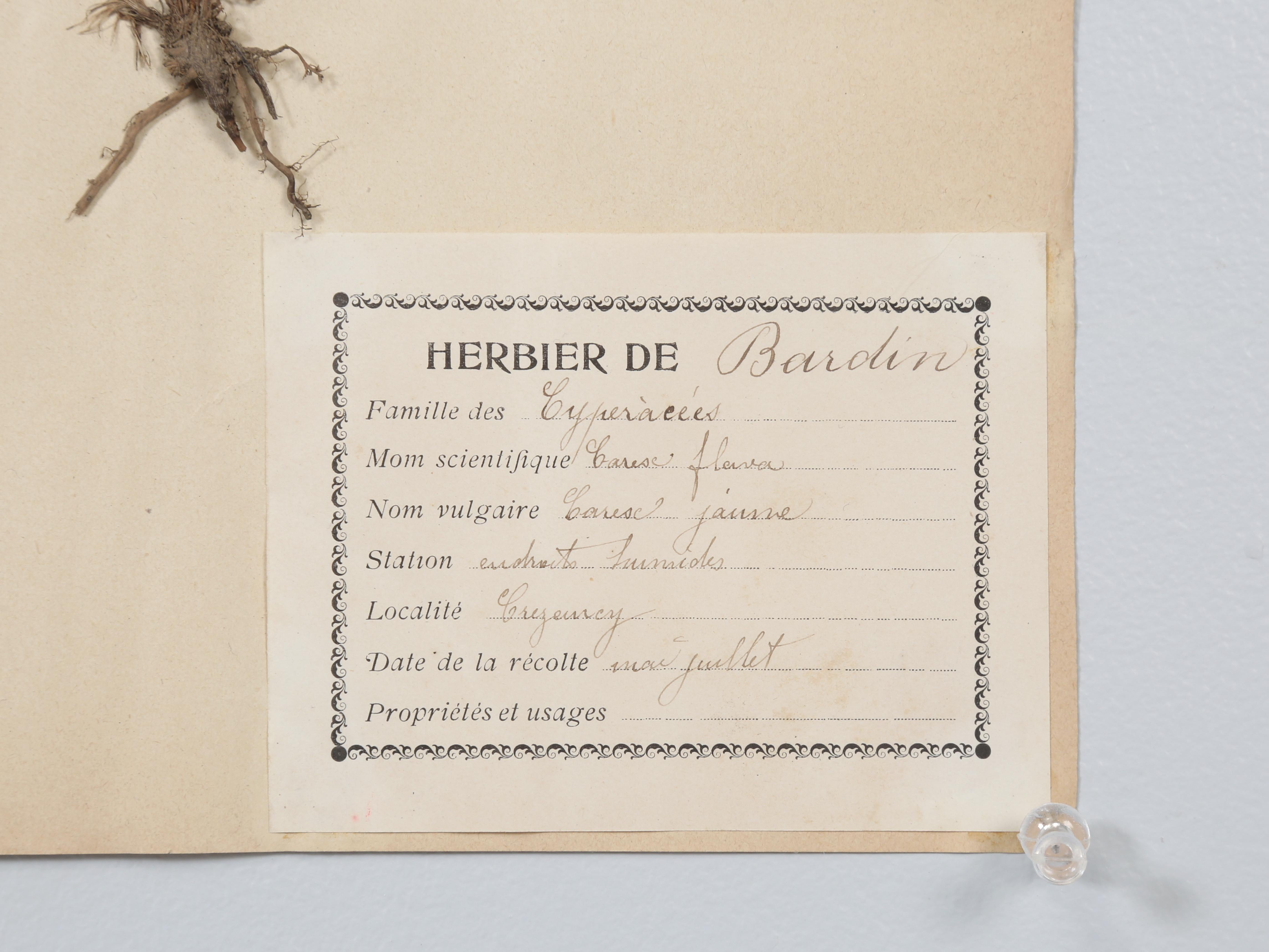 Antique French Pressed Botanicals from an 1890's Monastery School More Available 10