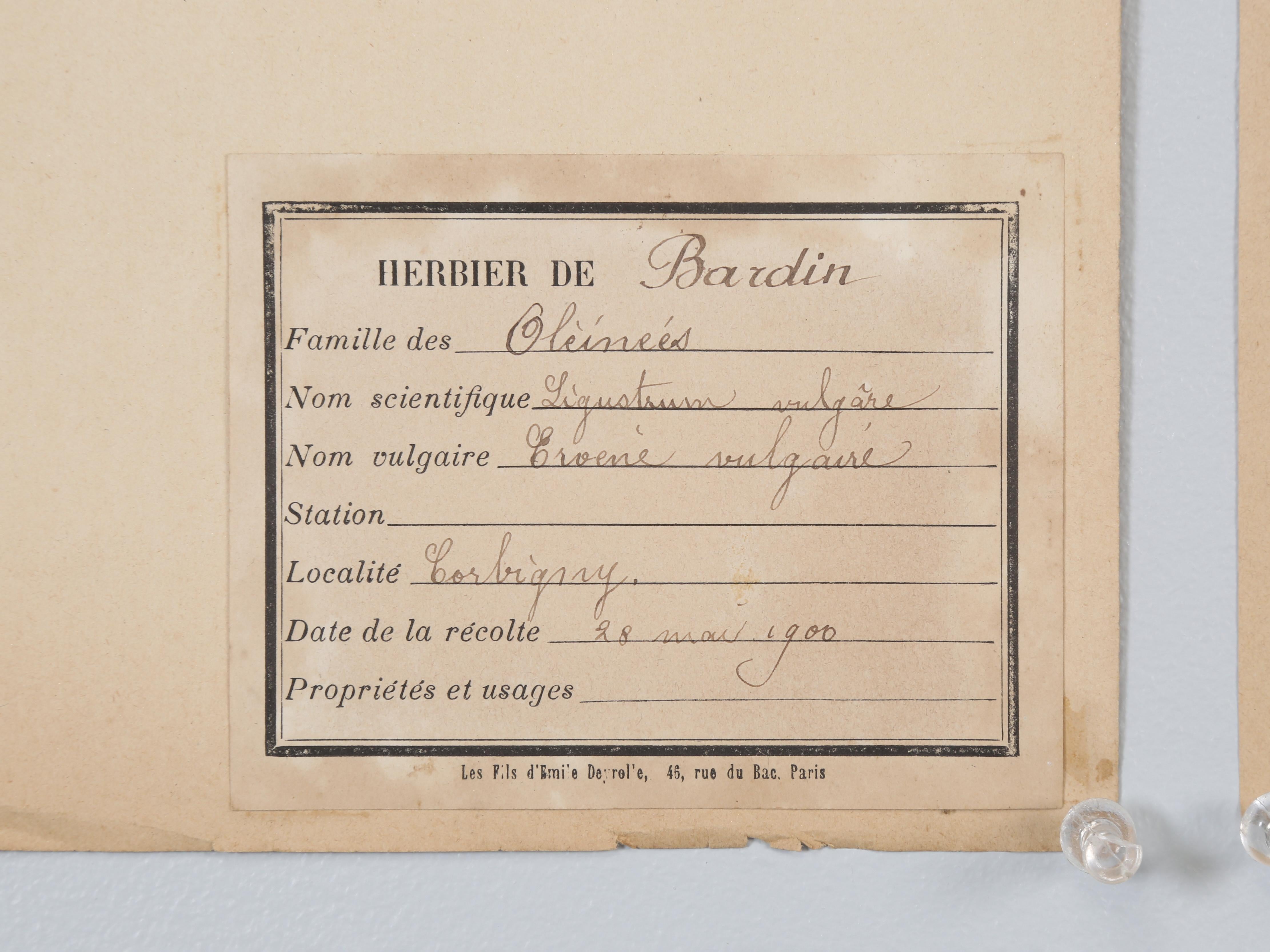 Antique French Pressed Botanicals from an 1890's Monastery School More Available 11