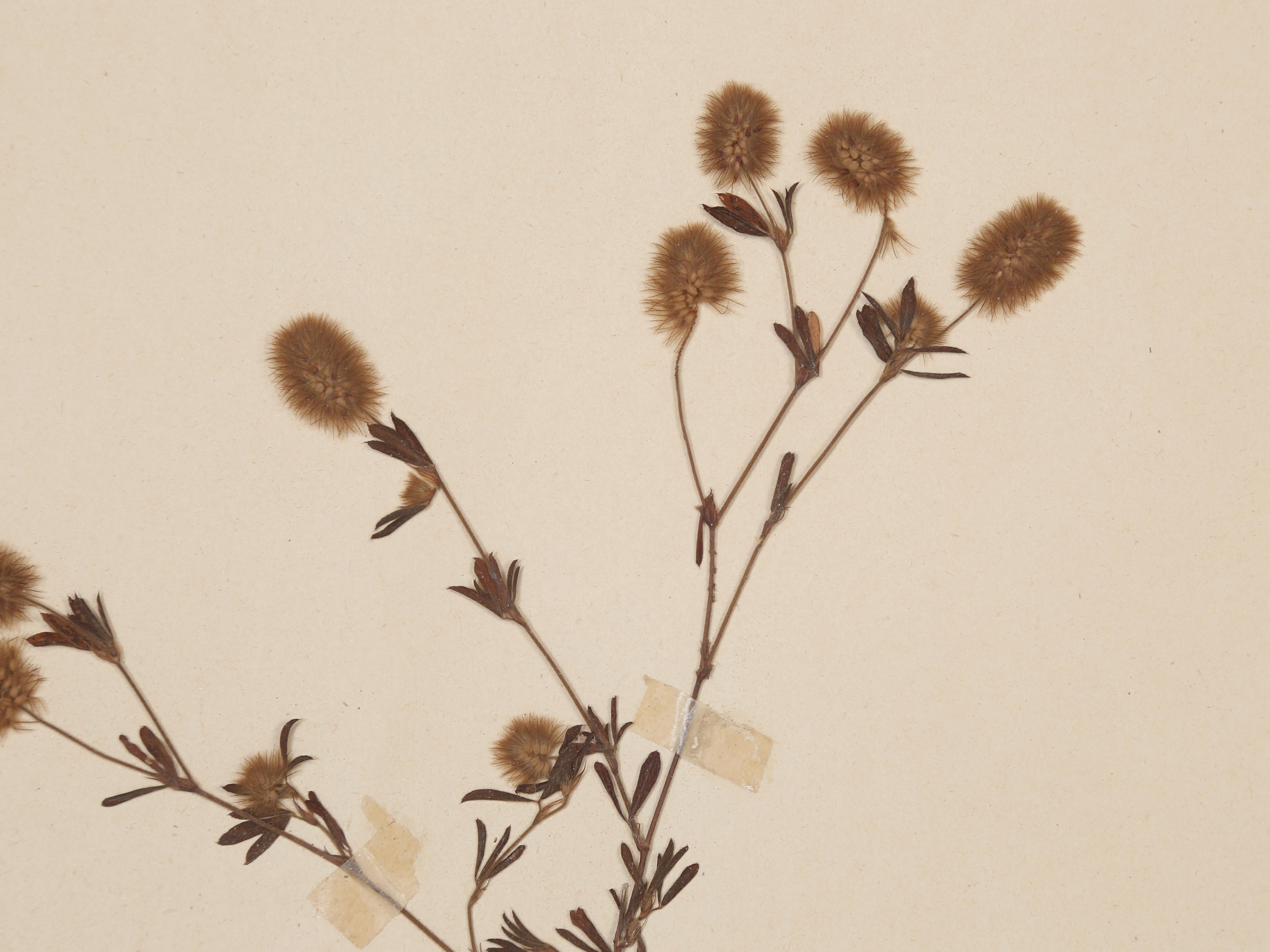 Country Antique French Pressed Botanicals from an 1890's Monastery School More Available