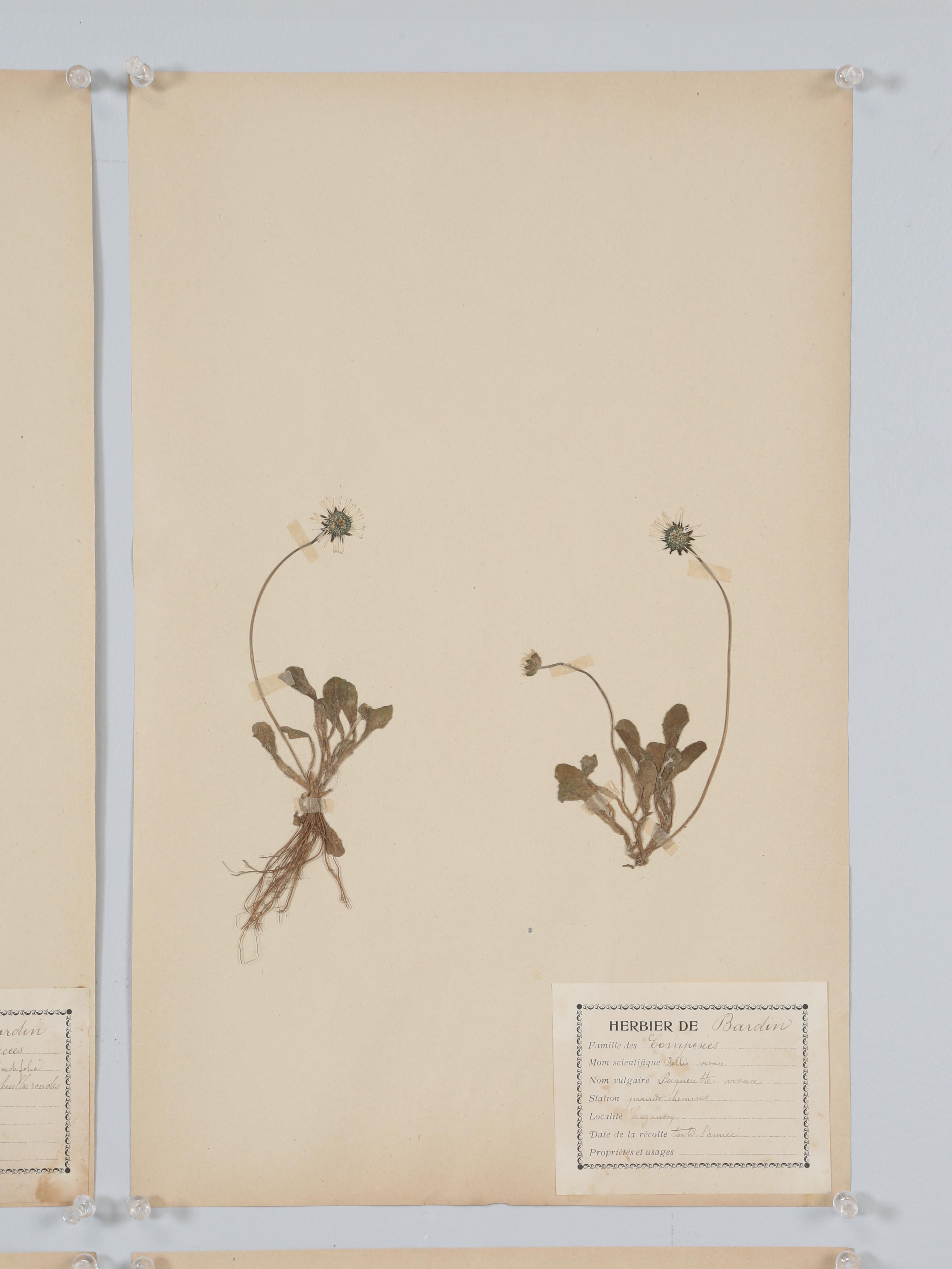 Other Antique French Pressed Botanicals from an 1890's Monastery School More Available