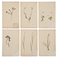 Antique French Pressed Botanicals from an 1890's Monastery School More Available