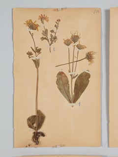 Antique French Pressed Botanicals from c1892 Monastery School Dozens Available