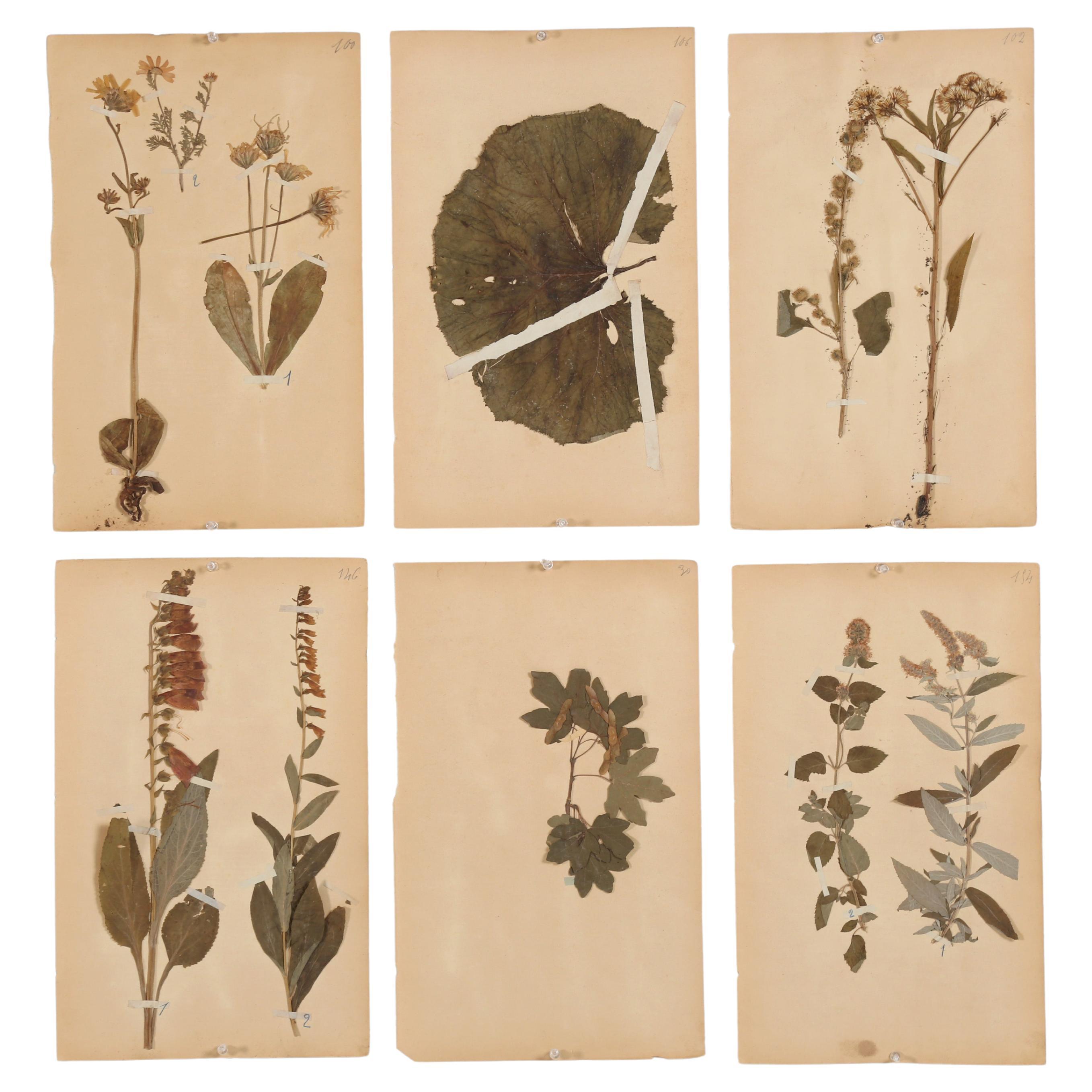 Antique French Pressed Botanicals from c1892 Monastery School Dozens  Available at 1stDibs