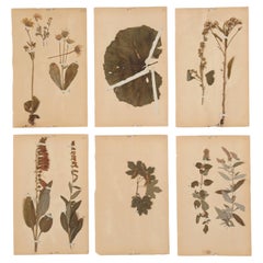 Antike französische gepresste Botanische aus der Monastery School, um 1890, Dozenten verfügbar