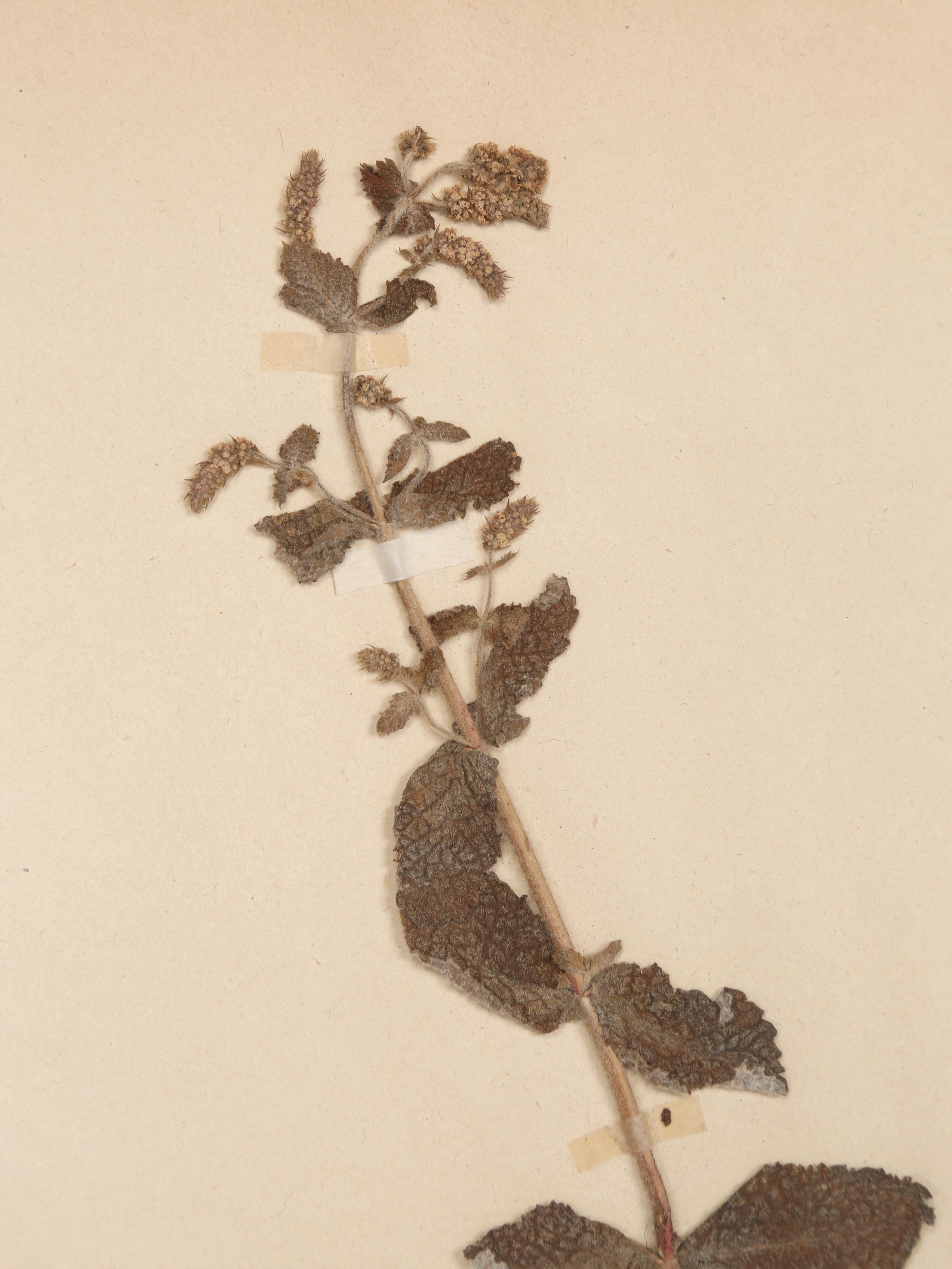 Antique French Pressed Botanicals from Maison des Frères Set of (15) c1900 en vente 2