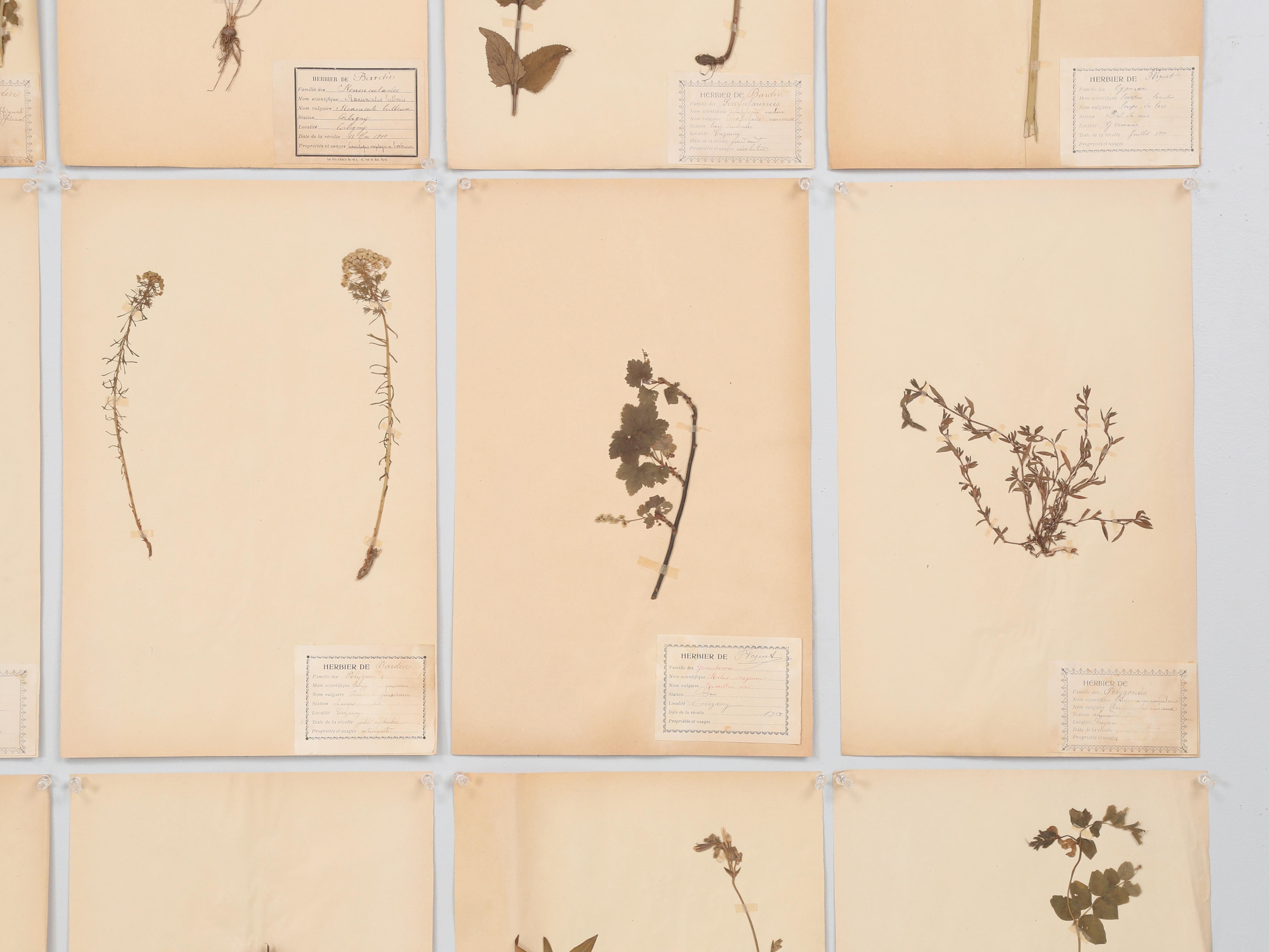 Antique French Pressed Botanicals from Maison des Frères Set of (15) c1900 en vente 3