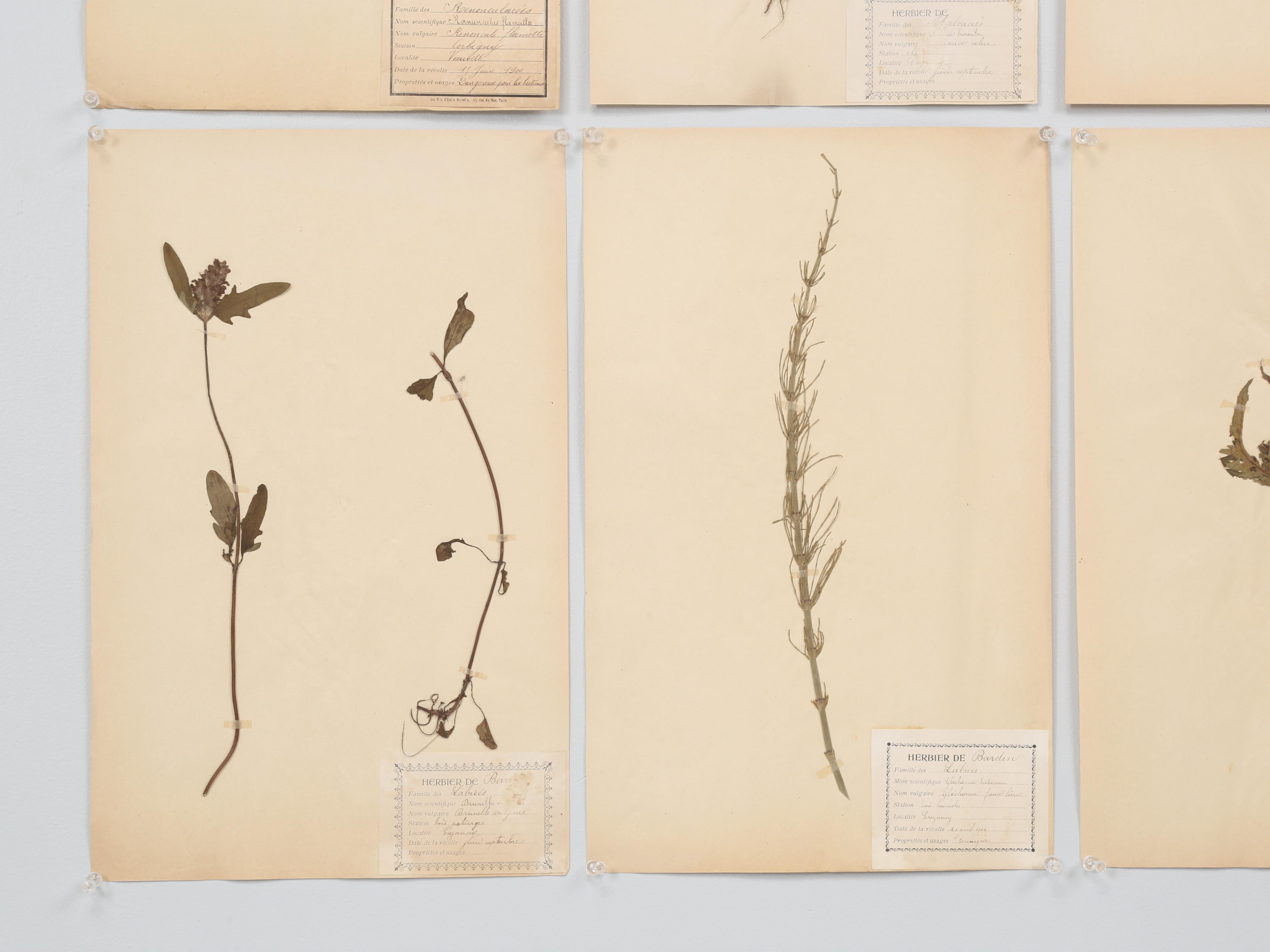 Antique French Pressed Botanicals from Maison des Frères Set of (15) c1900 en vente 6