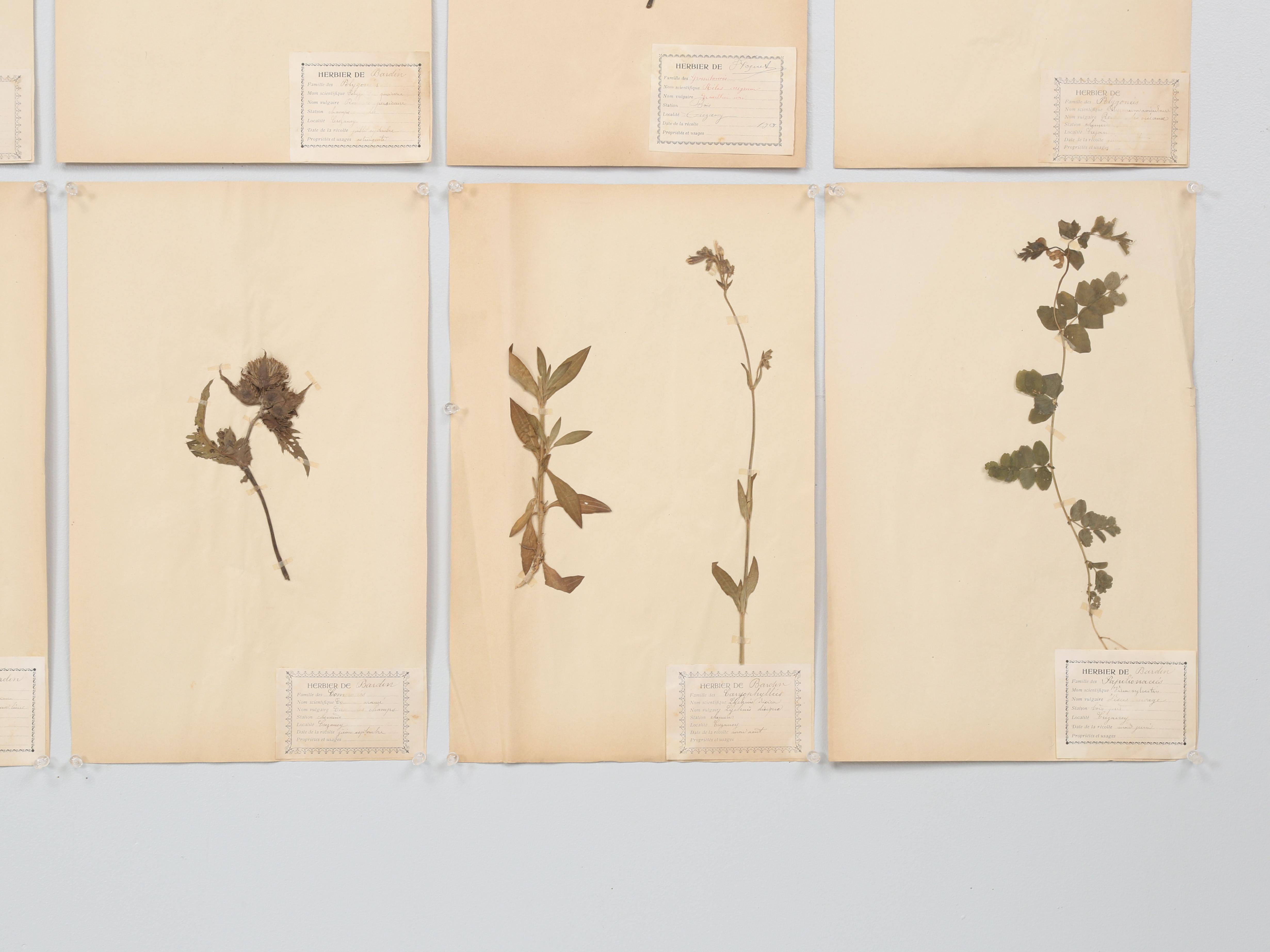 Antique French Pressed Botanicals from Maison des Frères Set of (15) c1900 en vente 8