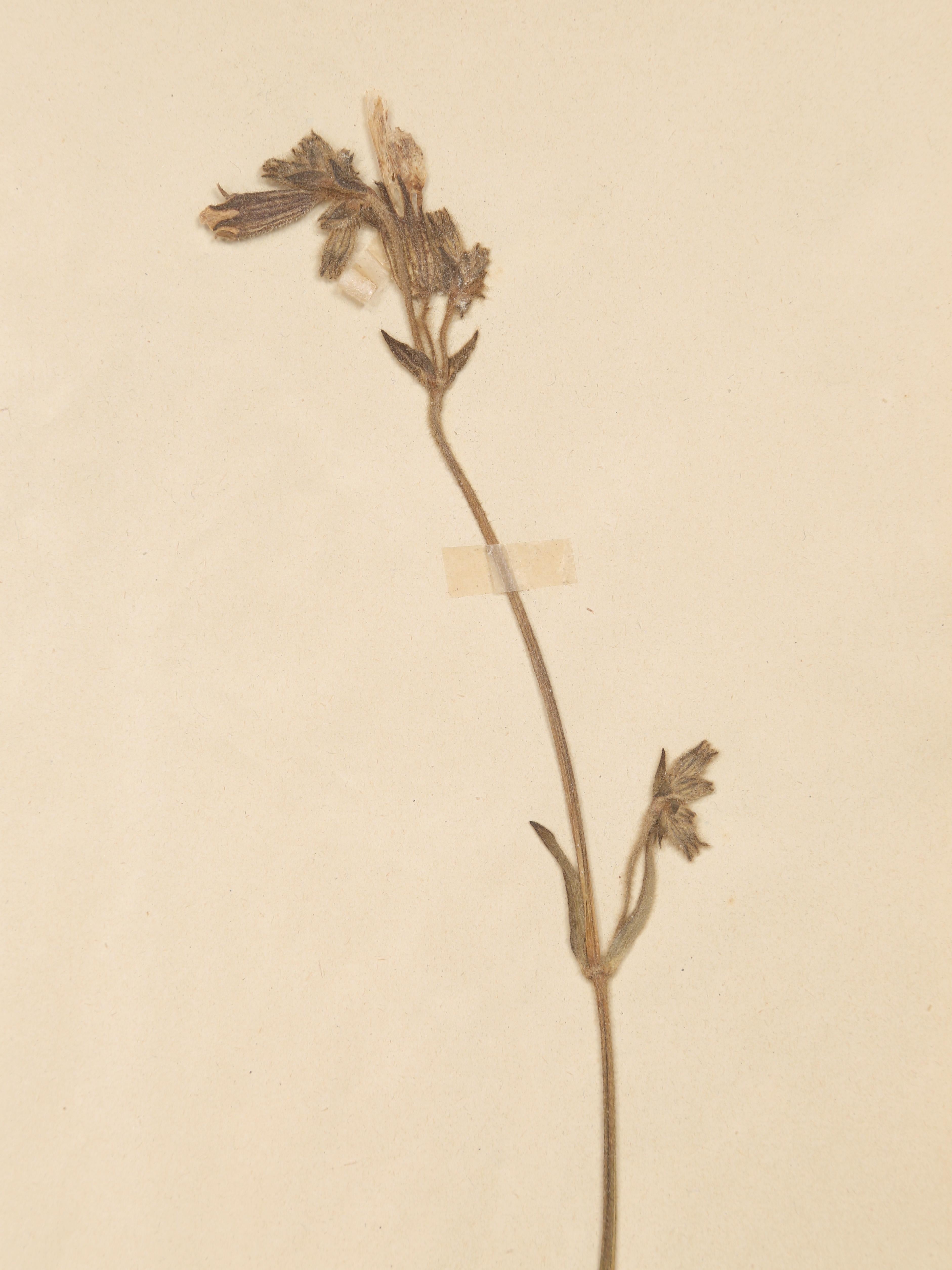 Antique French Pressed Botanicals from Maison des Frères Set of (15) c1900 en vente 10